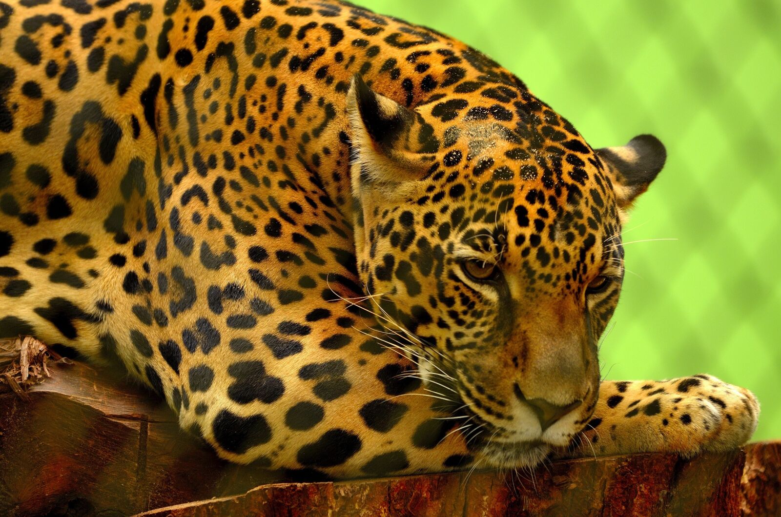 Nikon D5100 sample photo. Jaguar, big cat, carnivore photography