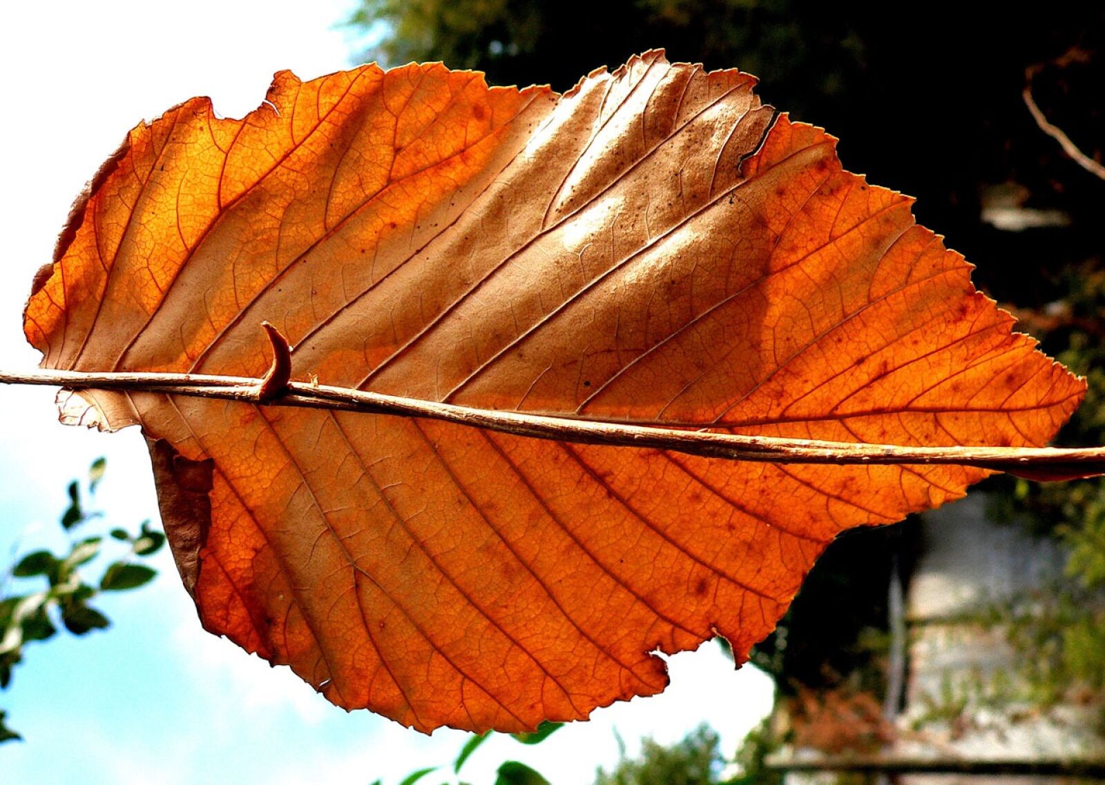 Panasonic DMC-FZ20 sample photo. Leaf, dry, fall photography