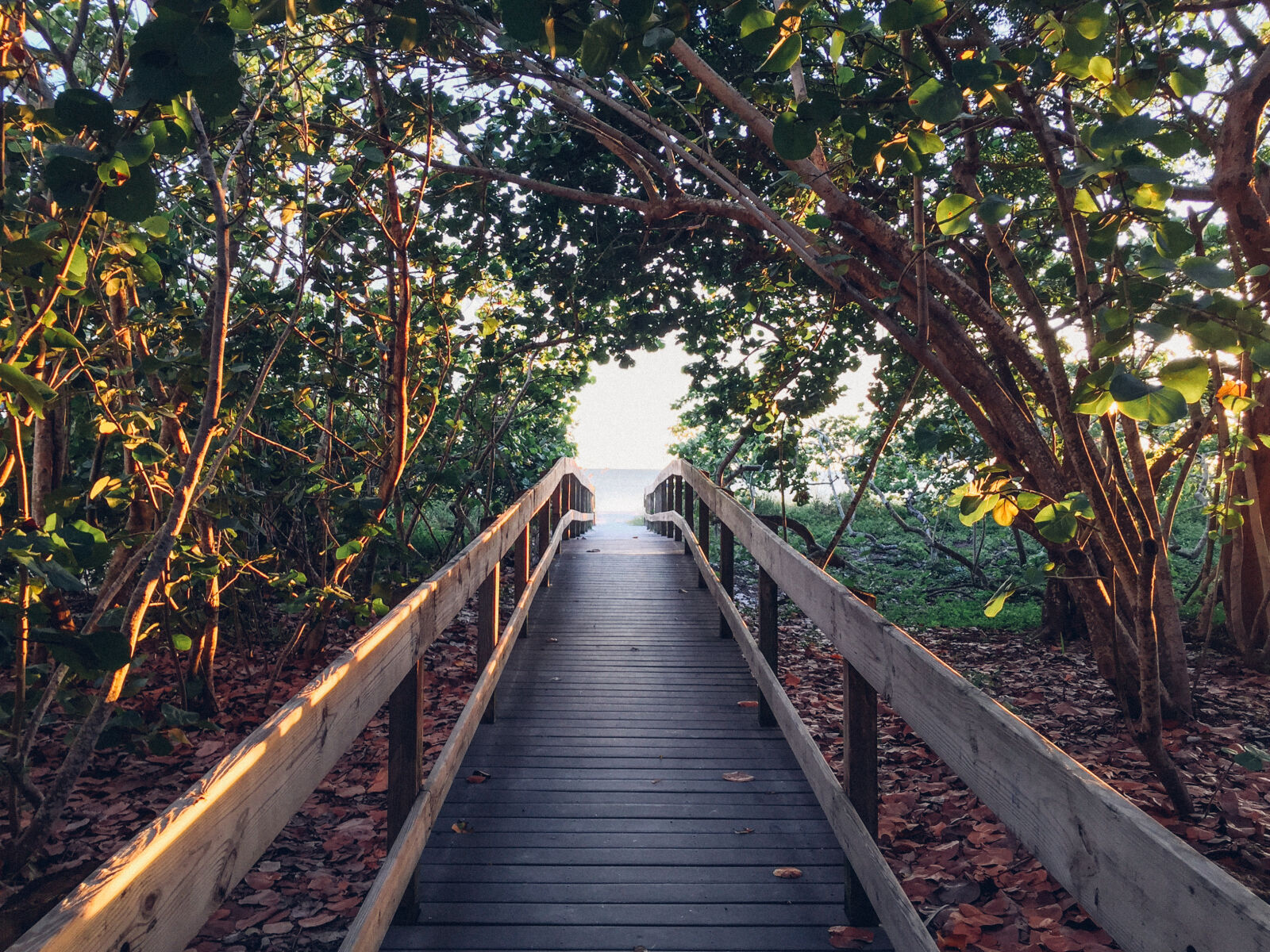 Apple iPhone 6 sample photo. Black, pathway, between, green photography