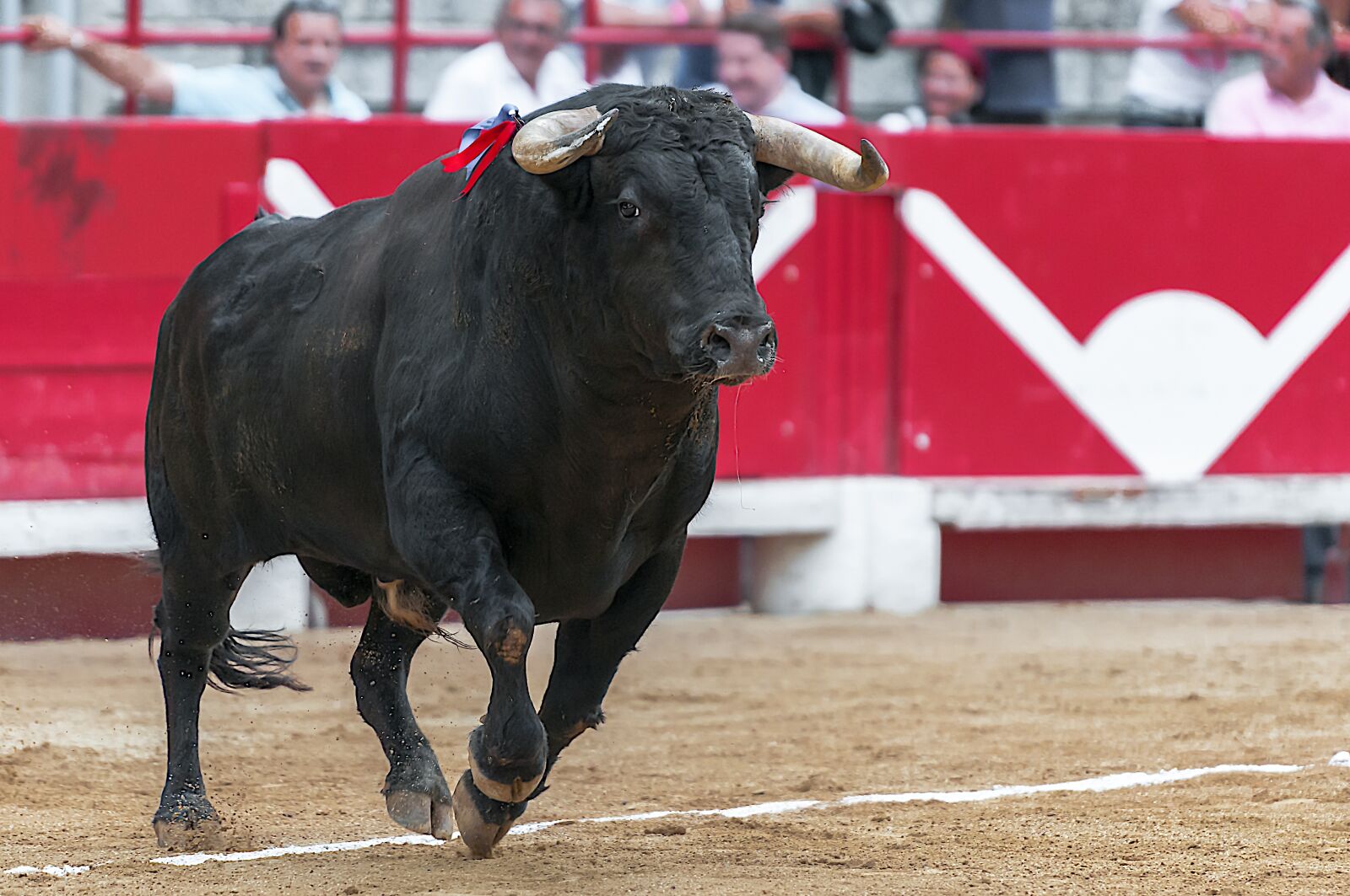 Nikon D300S sample photo. Bull, arenas, beaucaire photography