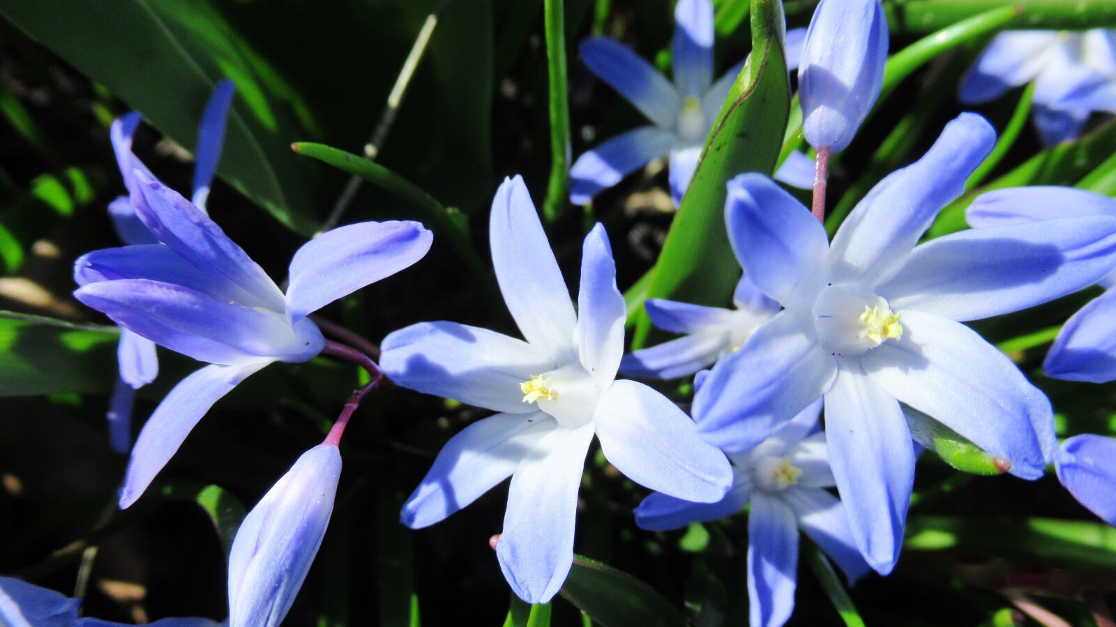 Canon PowerShot SX620 HS sample photo. Star hyacinth, flower, flora photography