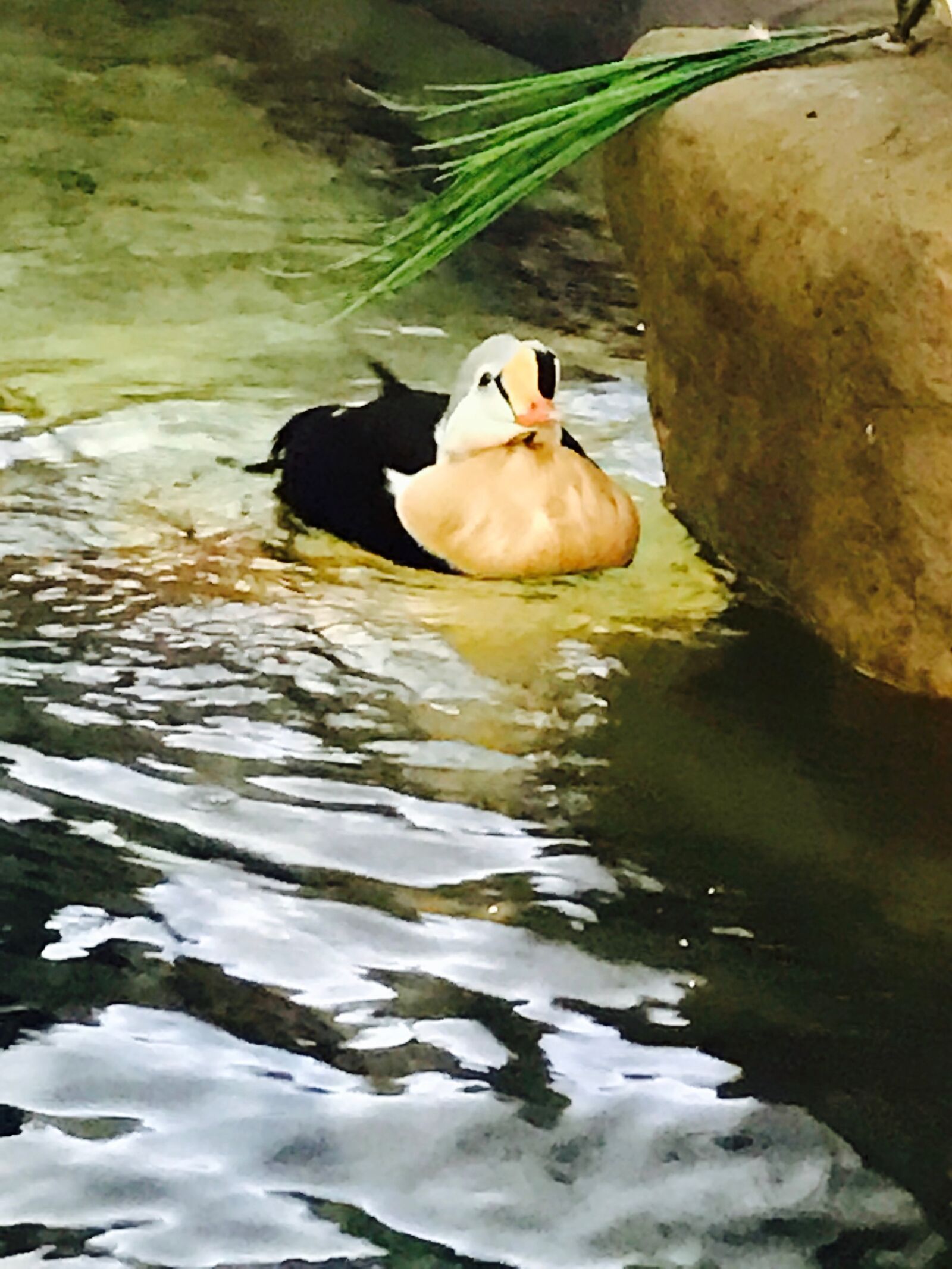 iPhone 7 back camera 3.99mm f/1.8 sample photo. Penguin, zoo photography