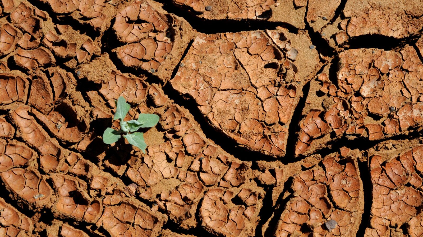 Nikon D300 sample photo. Mongolia, dry, parched photography