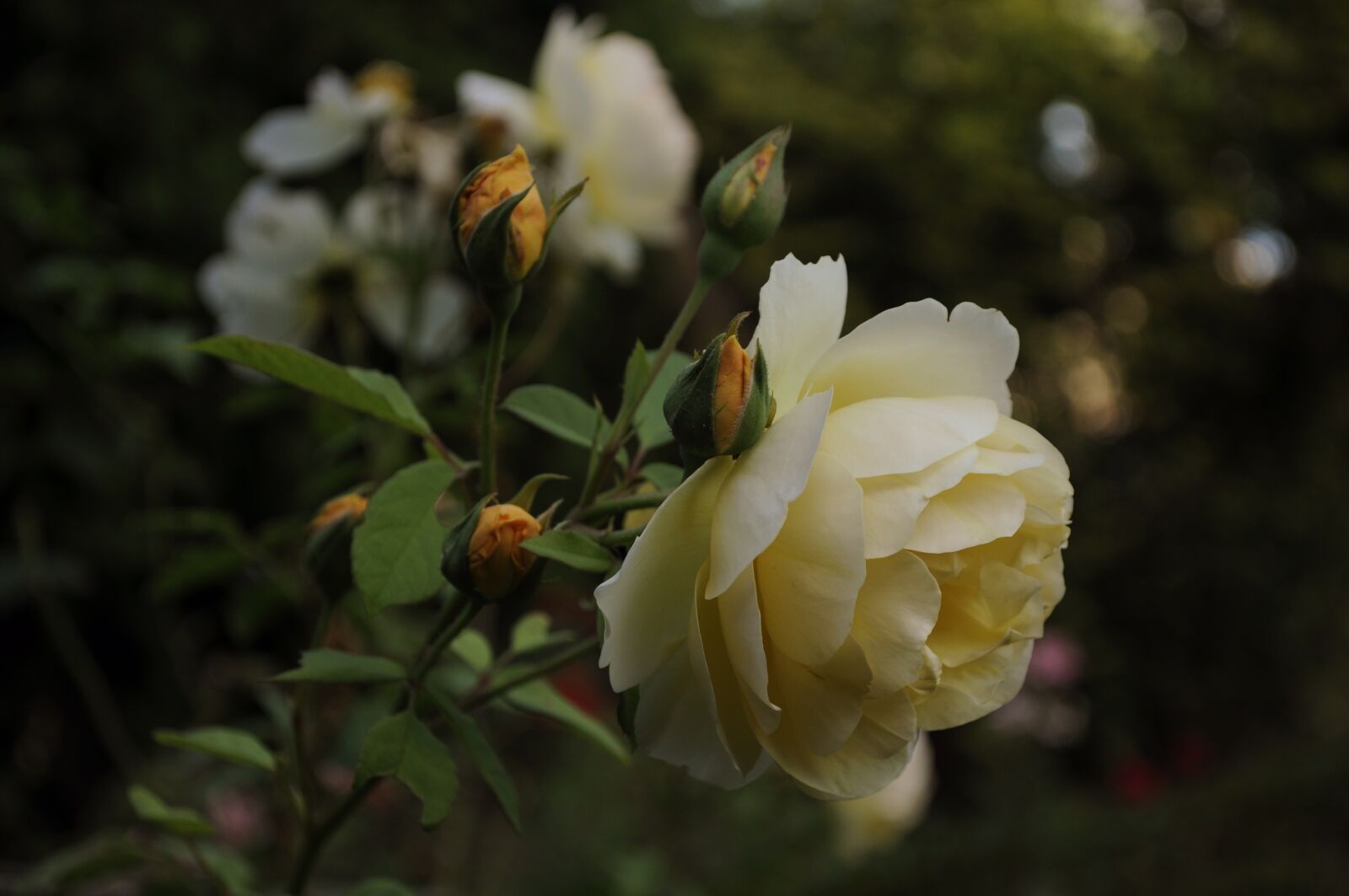 Nikon D5000 sample photo. Rosa, pink, rose bush photography