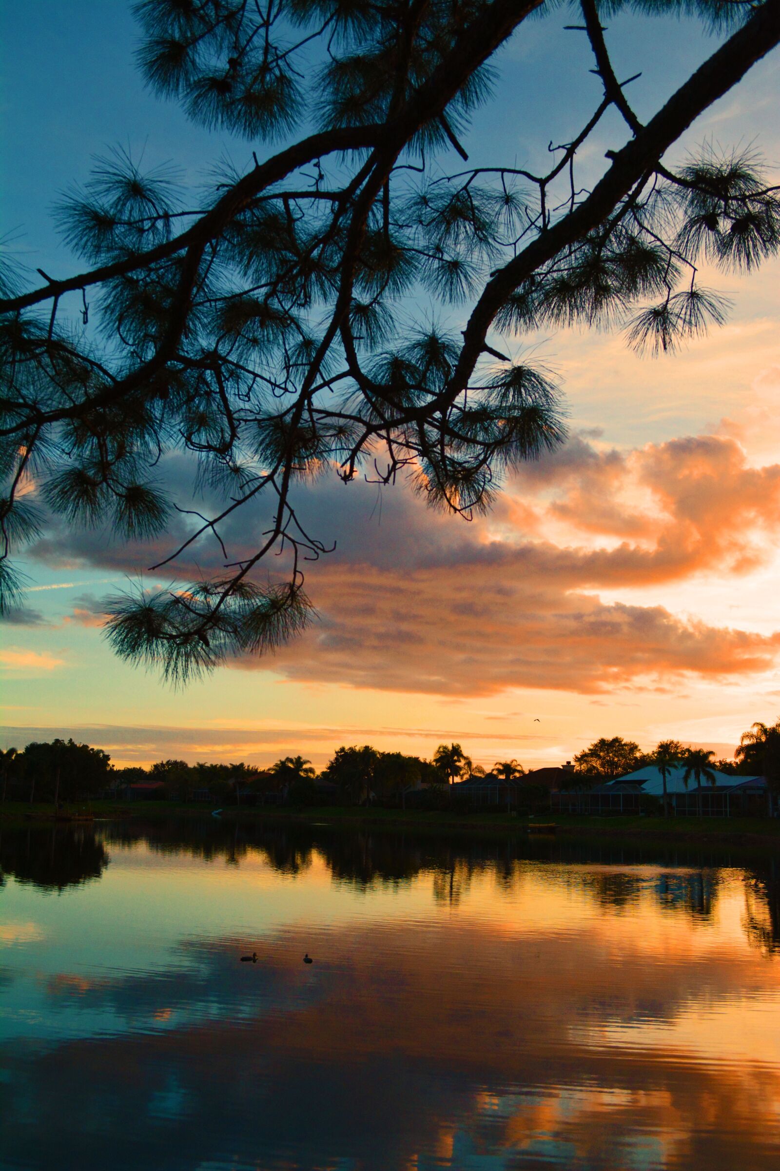 Nikon D5200 sample photo. Pine, sunset, lake suburban photography