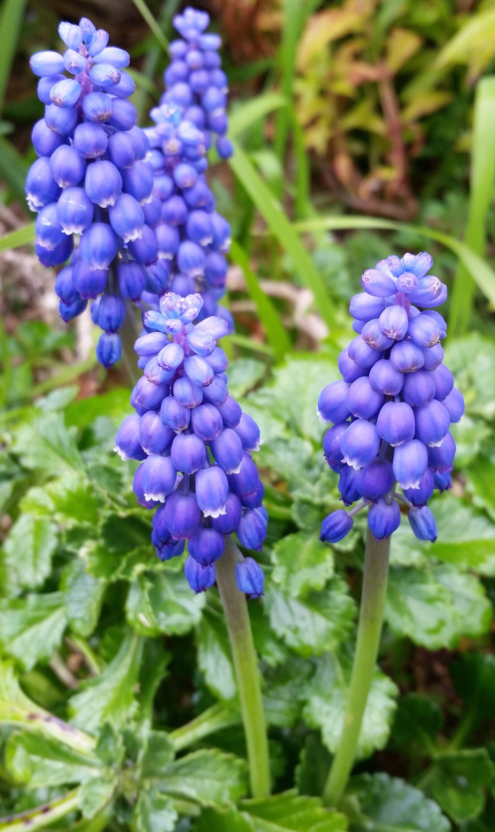 Samsung Galaxy S5 sample photo. Hyacinth, blue, flowers photography