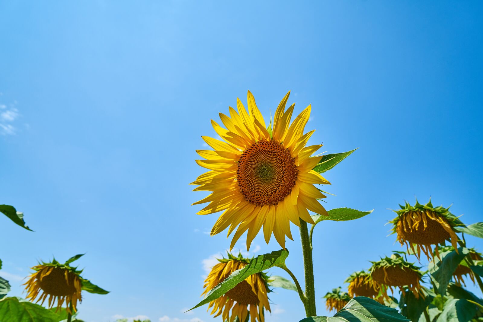 Sony a7R II sample photo. Sunflower, yellow, solar photography