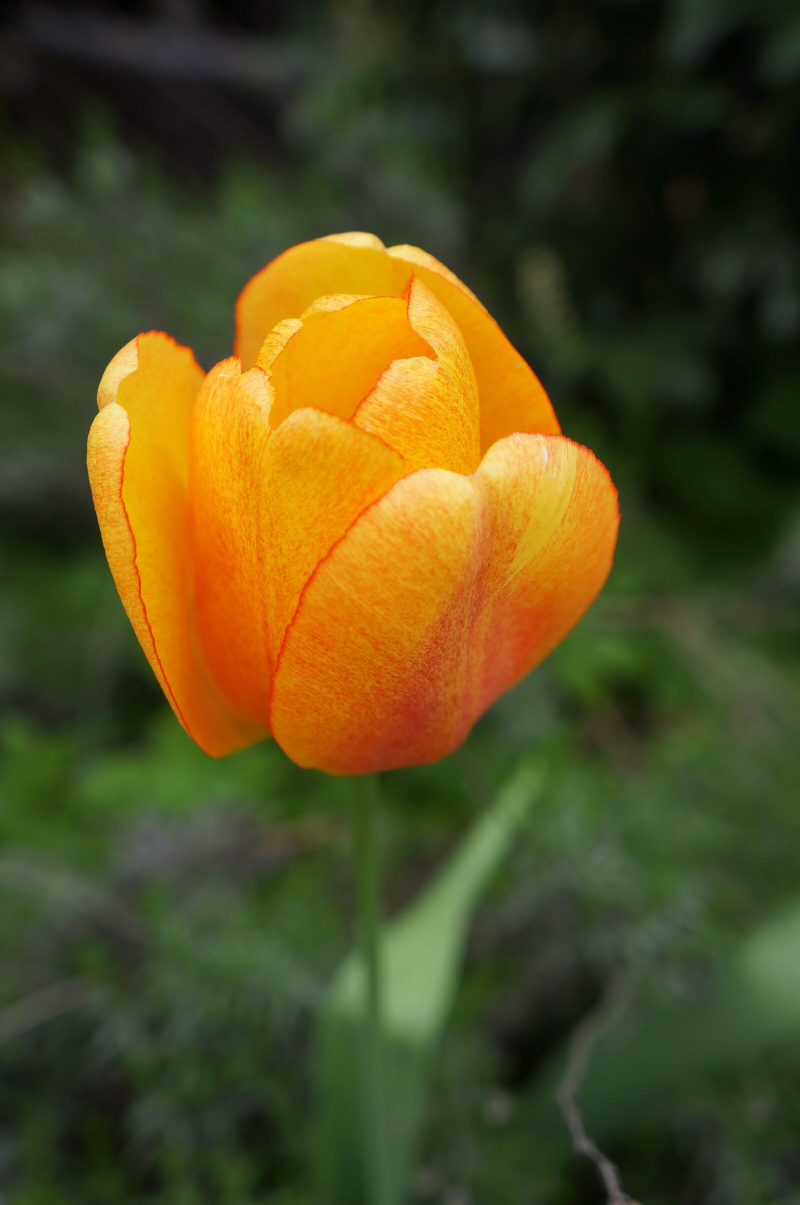 Sony Alpha NEX-5N sample photo. Tulip, flower, orange photography