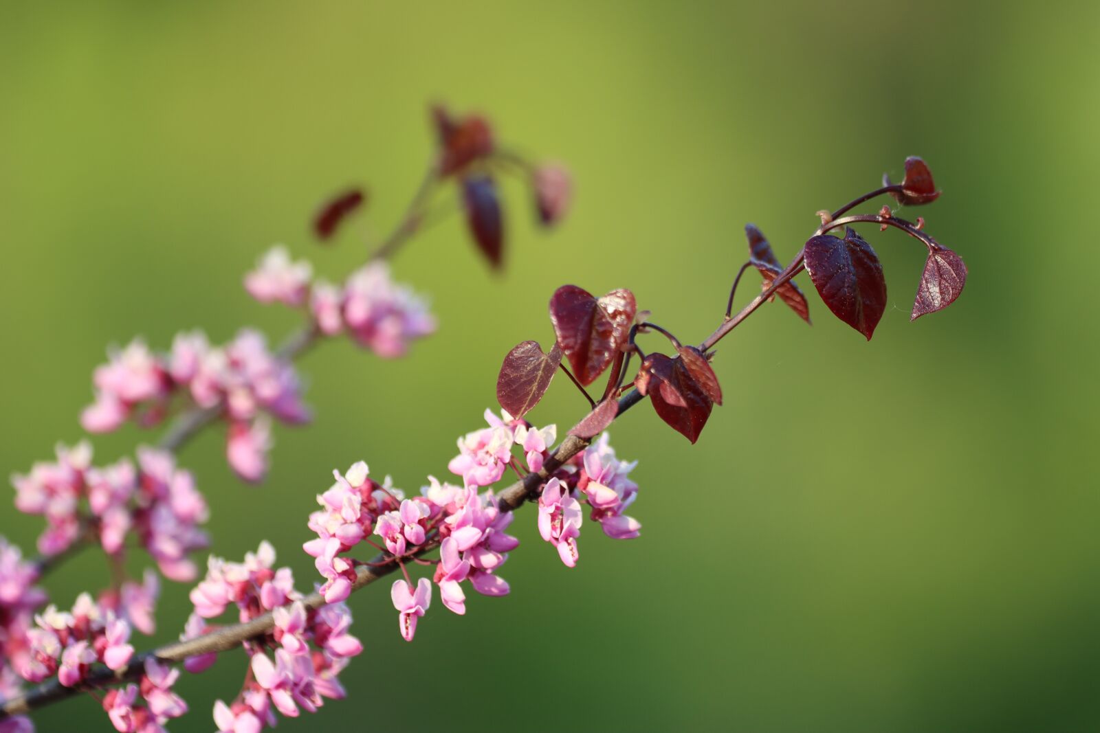 Canon EOS 90D sample photo. Pink, sun, leaf photography