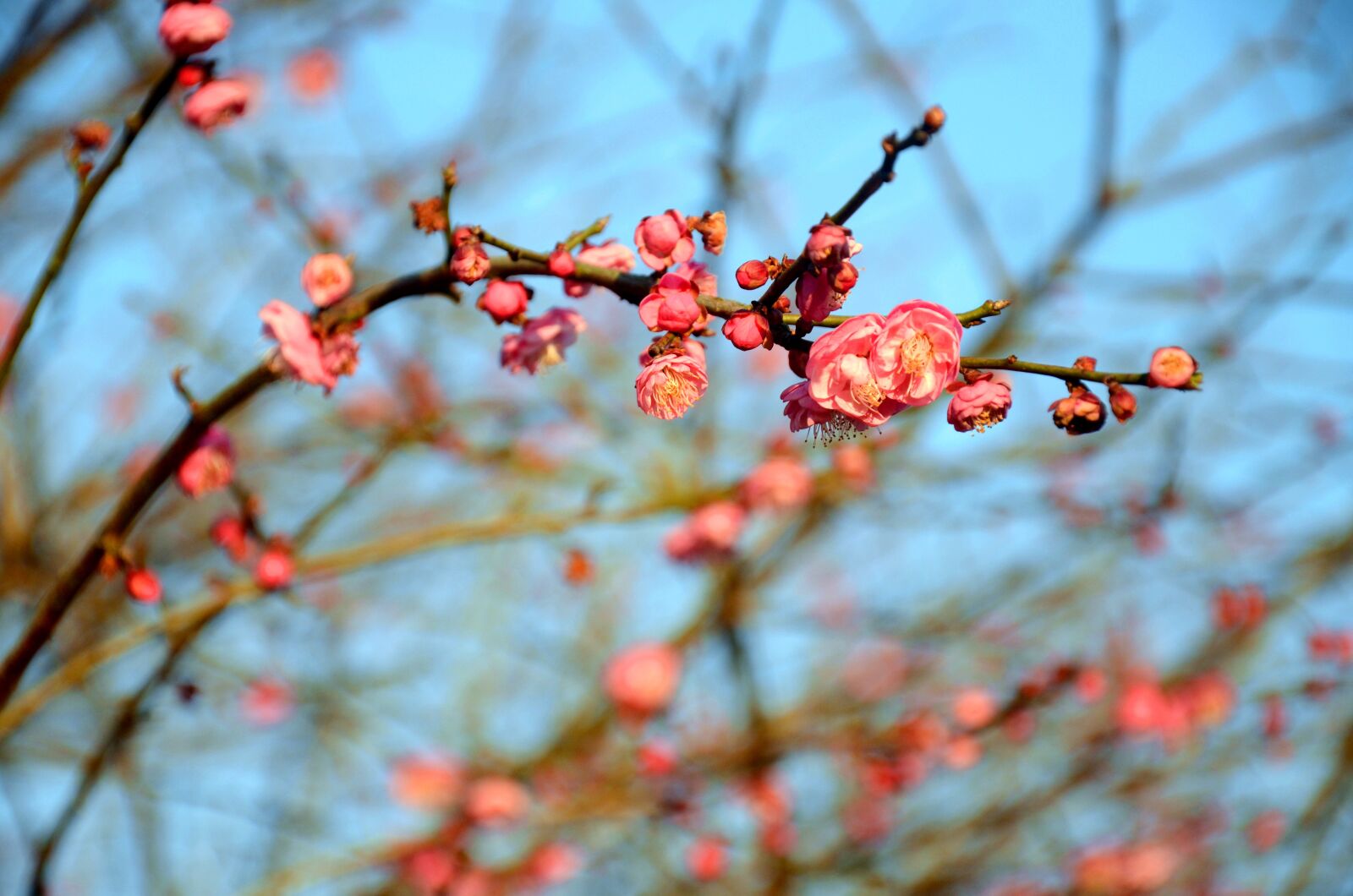 Nikon D7000 sample photo. Plum blossom, the scenery photography