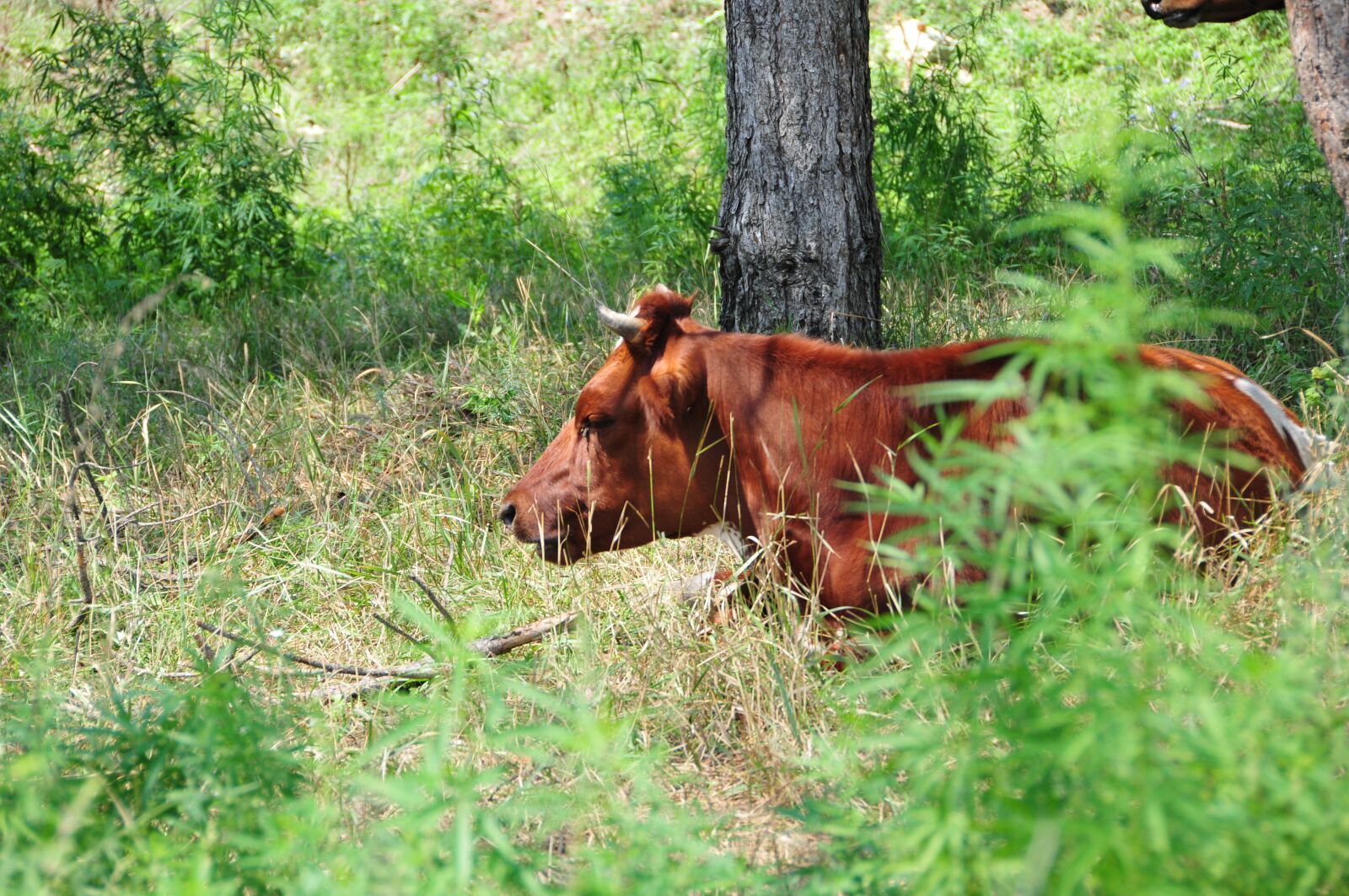 Nikon D300S sample photo. Cow, nature, green photography