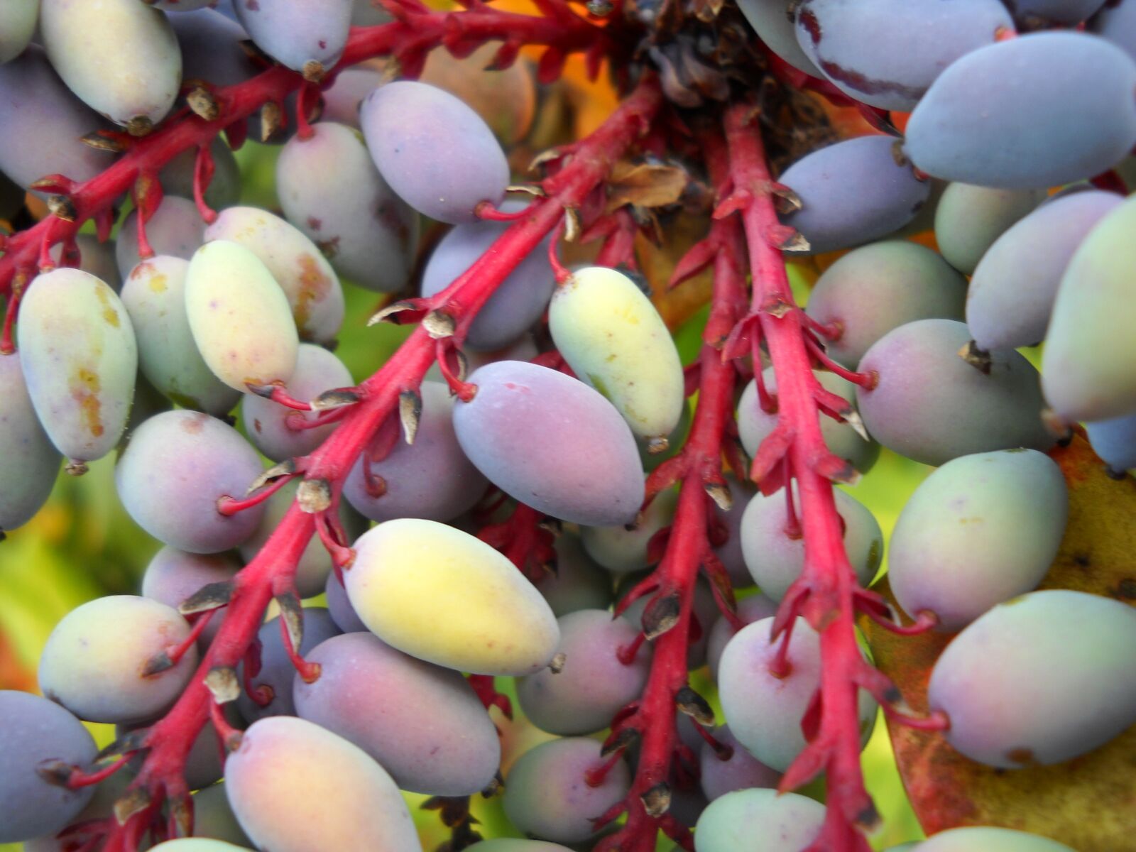 Nikon Coolpix L20 sample photo. Mahonia, berries, leather leaf photography