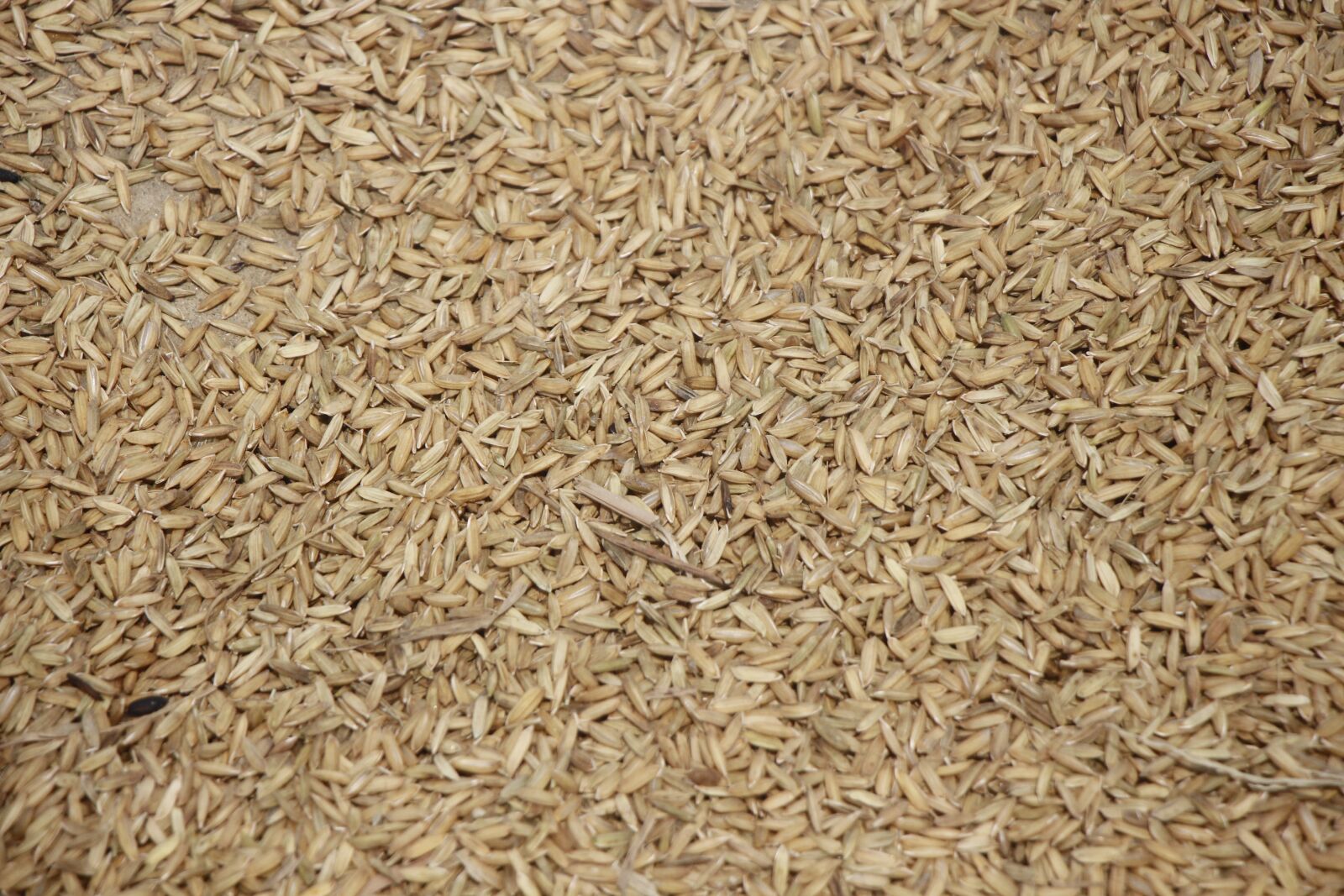 Canon EF-S 18-135mm F3.5-5.6 IS USM sample photo. Rice, dry, seeds photography