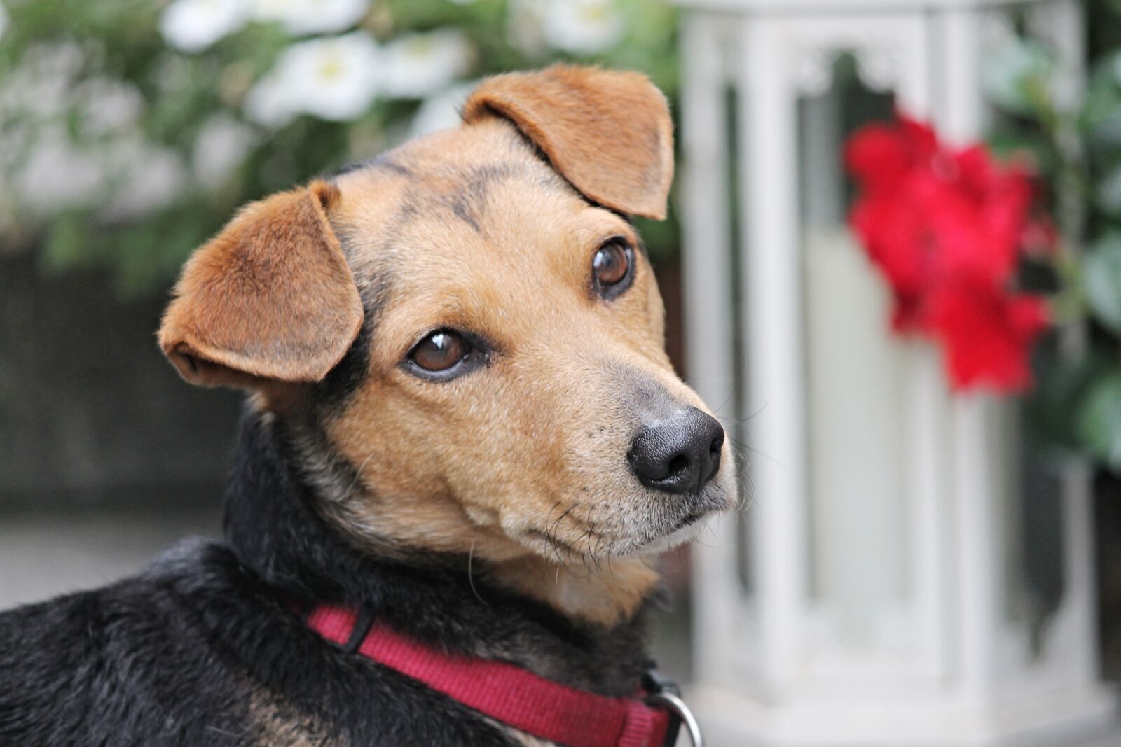 Canon EOS 1100D (EOS Rebel T3 / EOS Kiss X50) sample photo. Dog, hybrid, brown photography