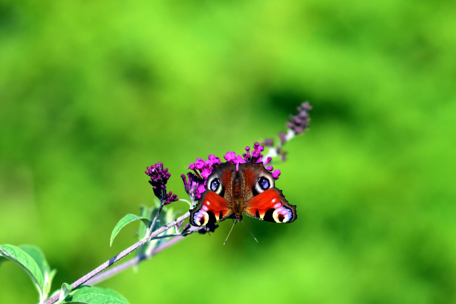 Nikon D3300 sample photo. Animal, summer, flower, butterfly photography