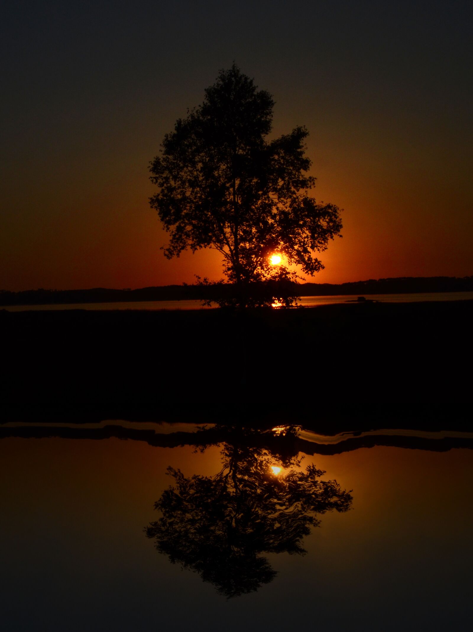 Nikon D5100 sample photo. Tree, sunset, nature photography
