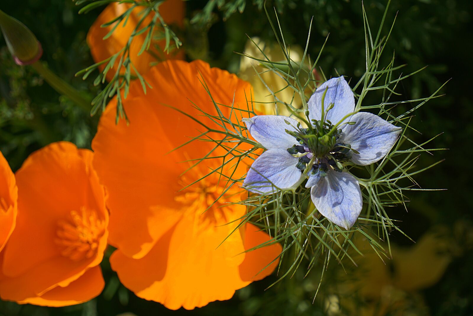 Sony a6000 sample photo. Nigella, flower, damascus nigella photography