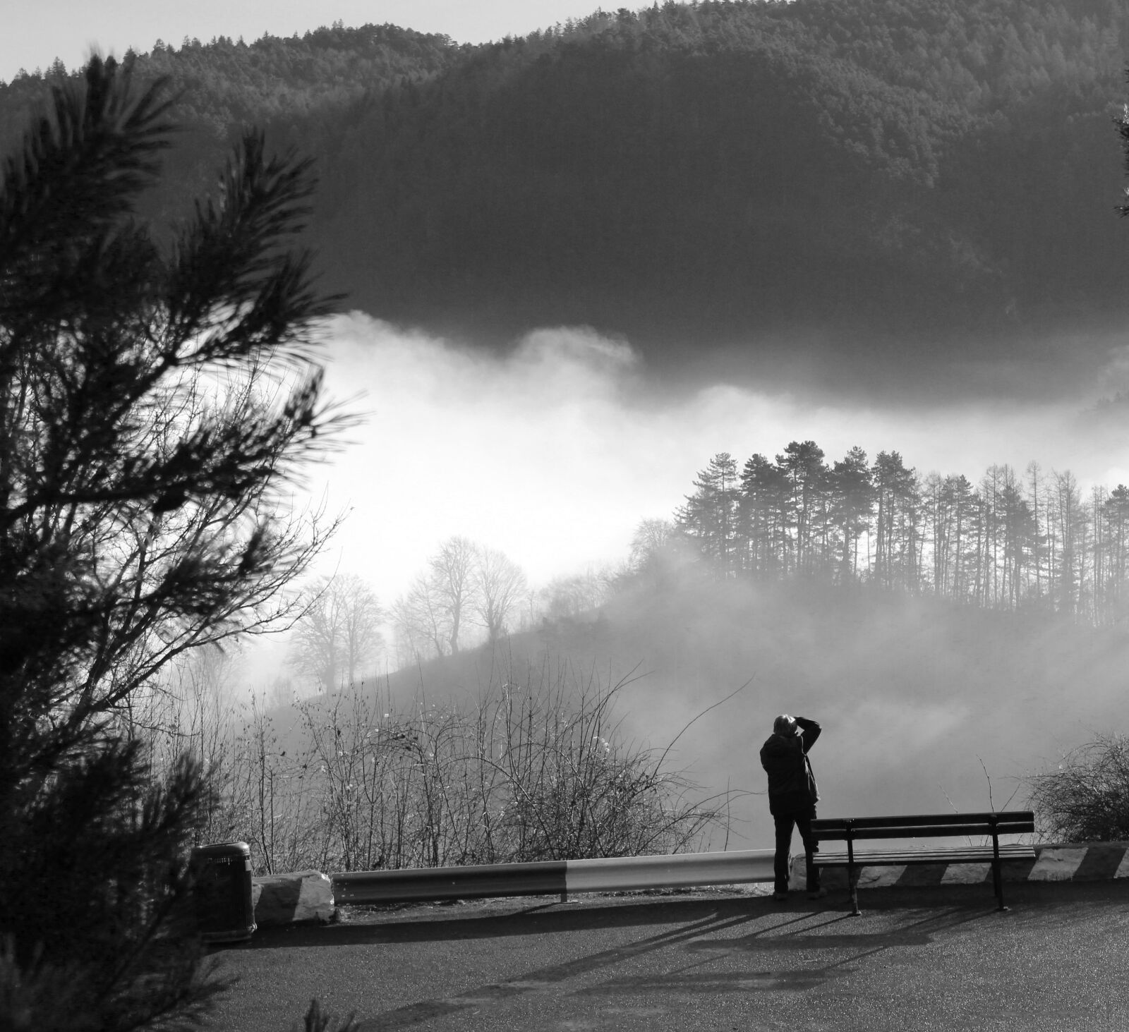 Canon EOS 1300D (EOS Rebel T6 / EOS Kiss X80) sample photo. Tree, nature, fog photography