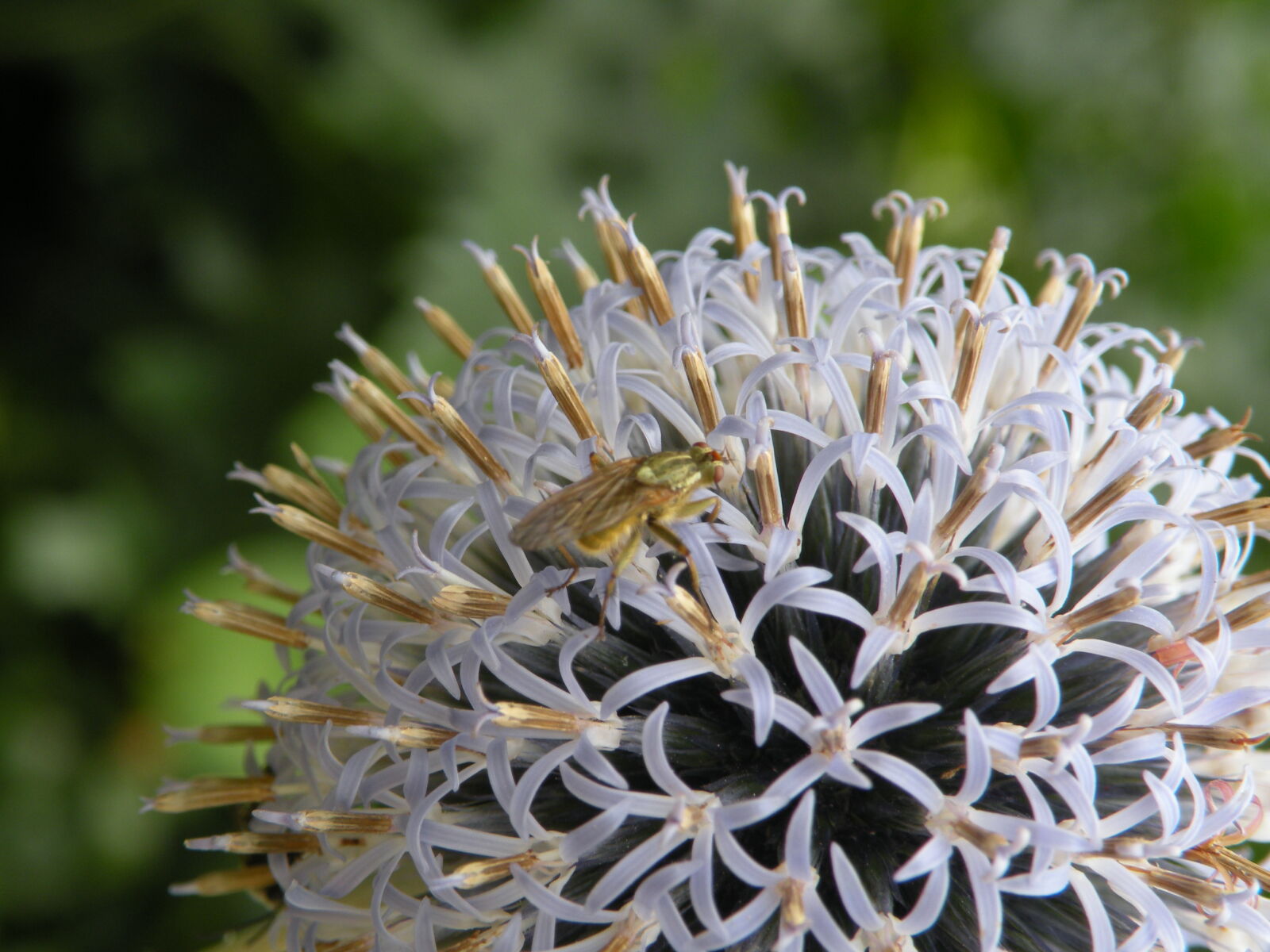 Nikon Coolpix P80 sample photo. Flower, insect photography