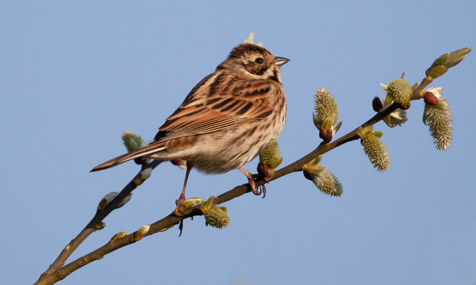 Canon EOS 5D Mark II sample photo. Female reed bunting, reed photography