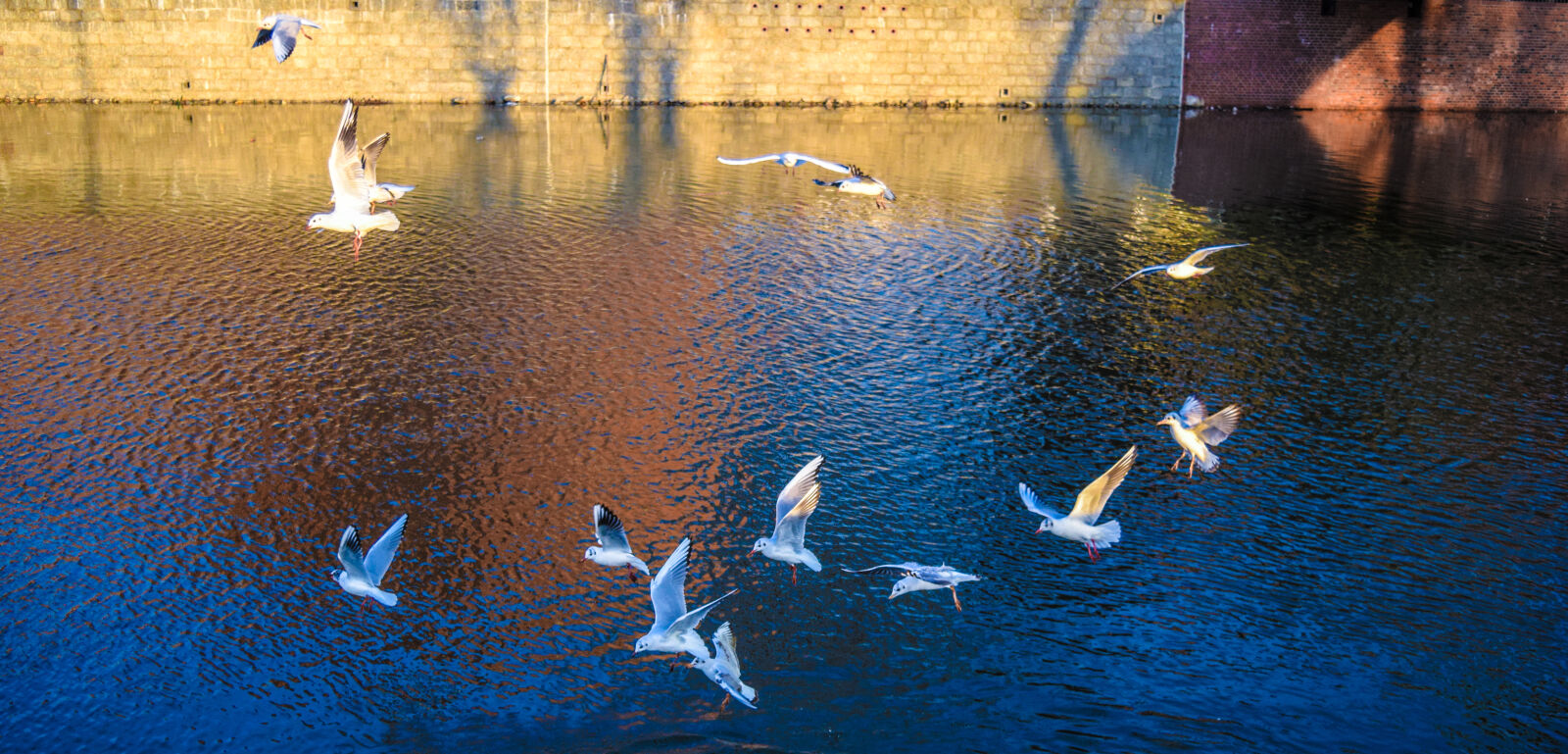 Nikon D3300 sample photo. Artistway, birds, drogaartysty, gayphotographer photography