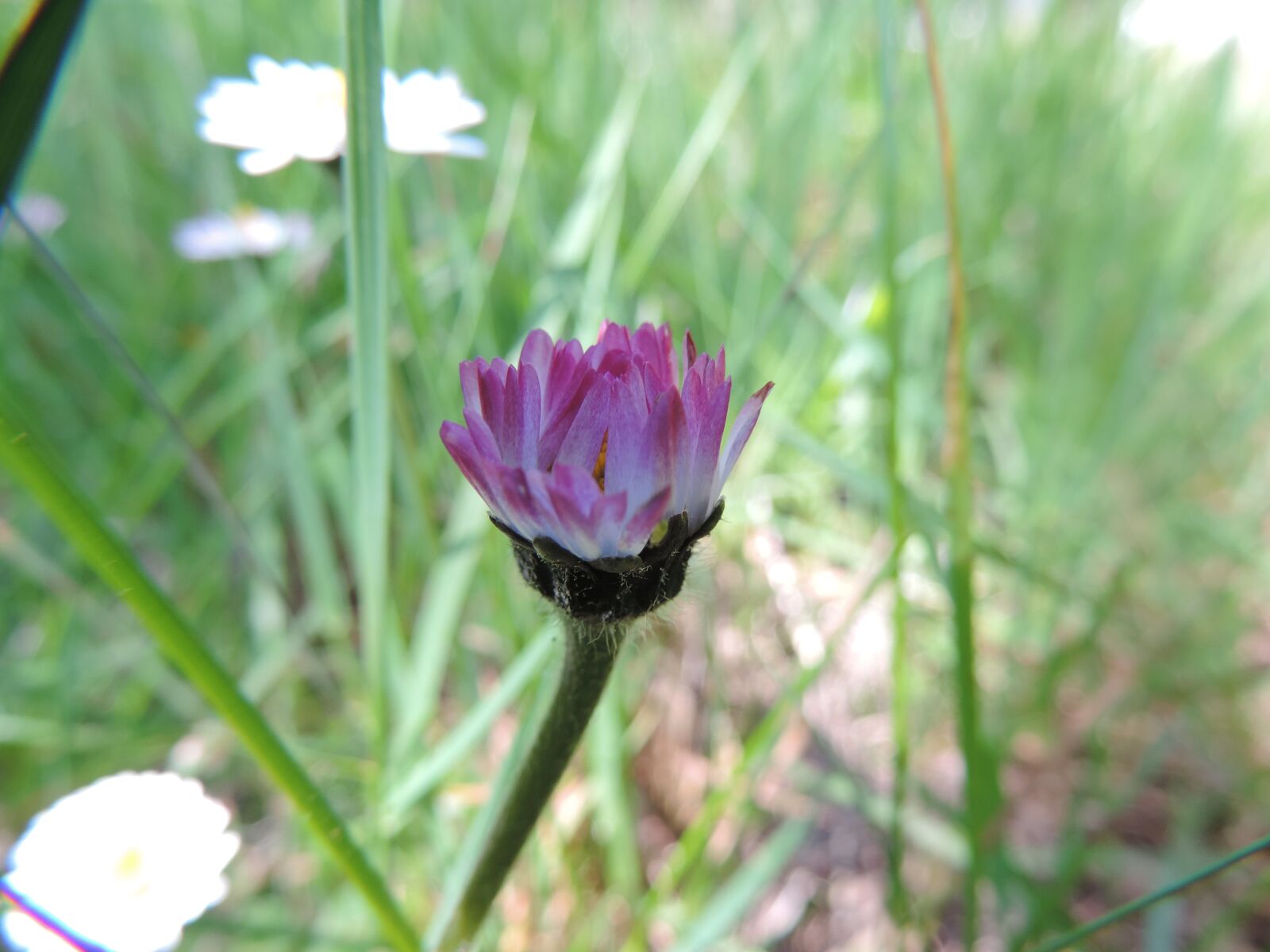 Nikon Coolpix P520 sample photo. Tiny daisy, wild flower photography