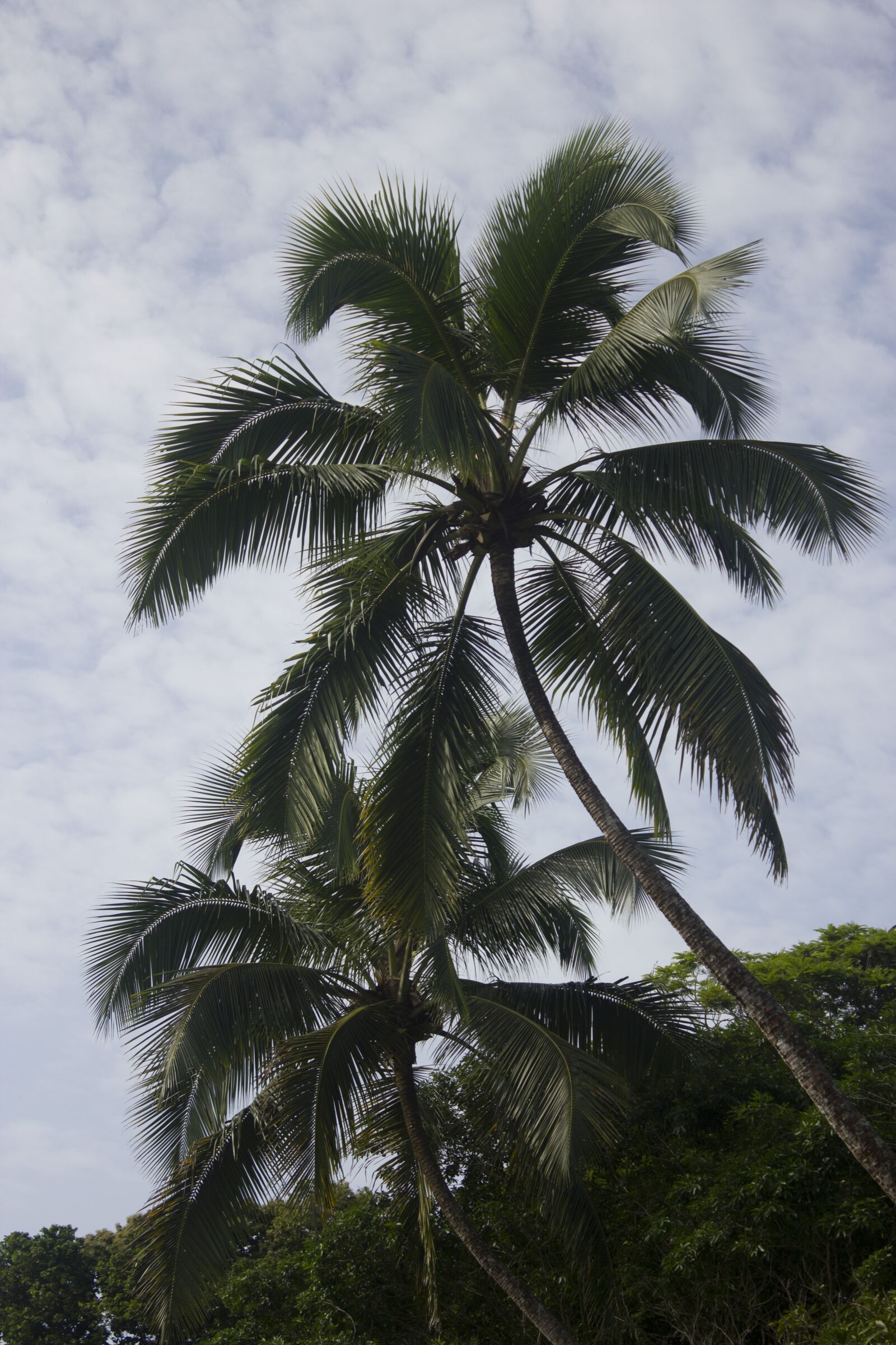 Canon EOS 550D (EOS Rebel T2i / EOS Kiss X4) + Canon EF-S 18-55mm F3.5-5.6 IS sample photo. Costa rica, tree, beach photography