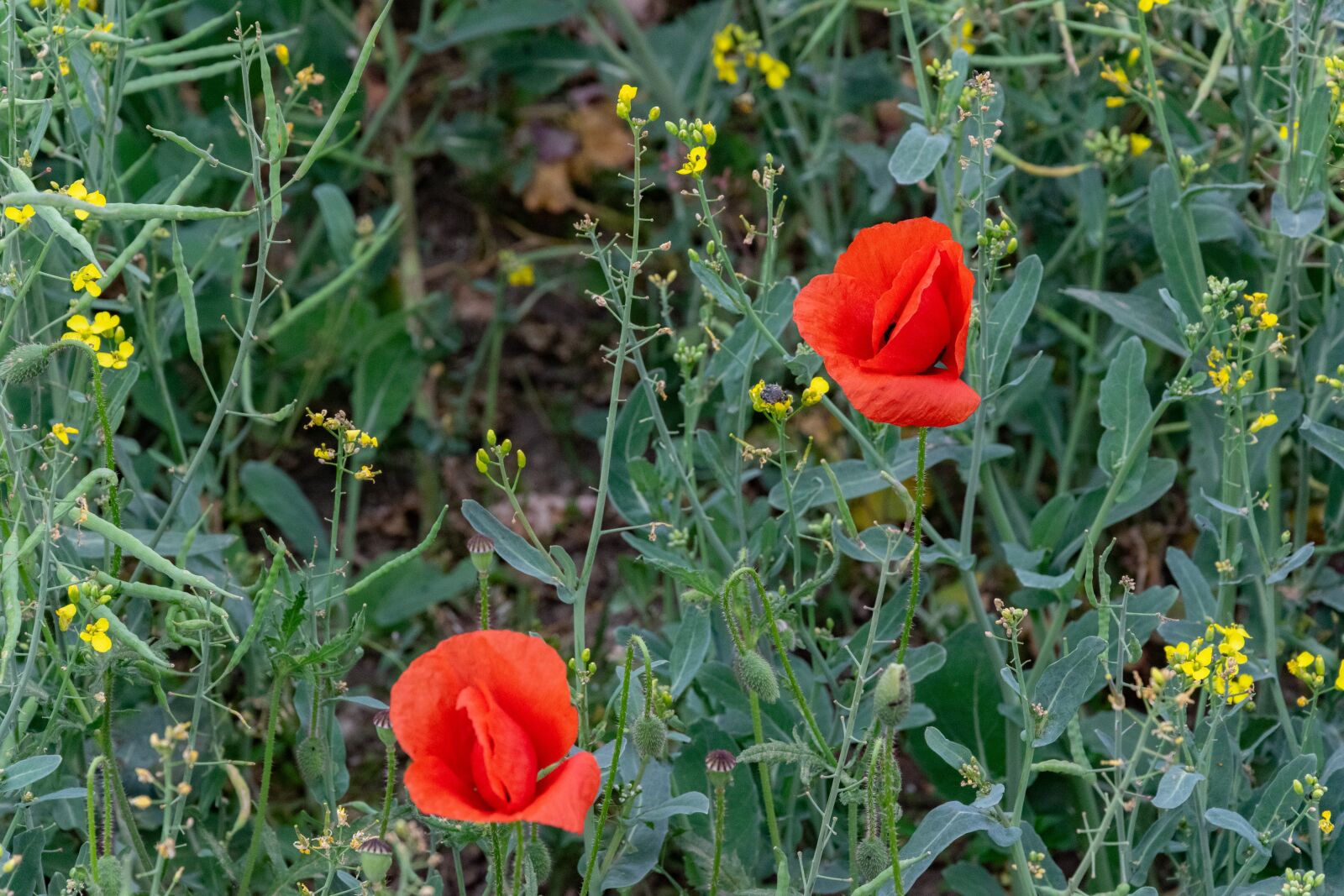 Nikon D3300 sample photo. Poppy, red, flower photography