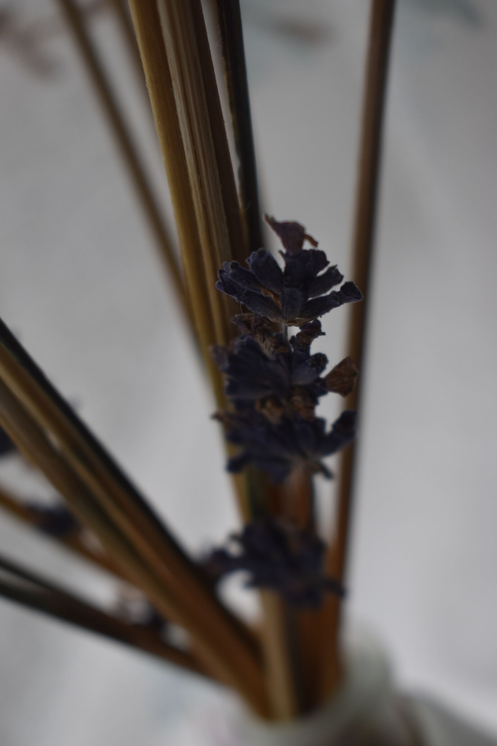 Nikon D3500 sample photo. Flower, lavender, wood photography
