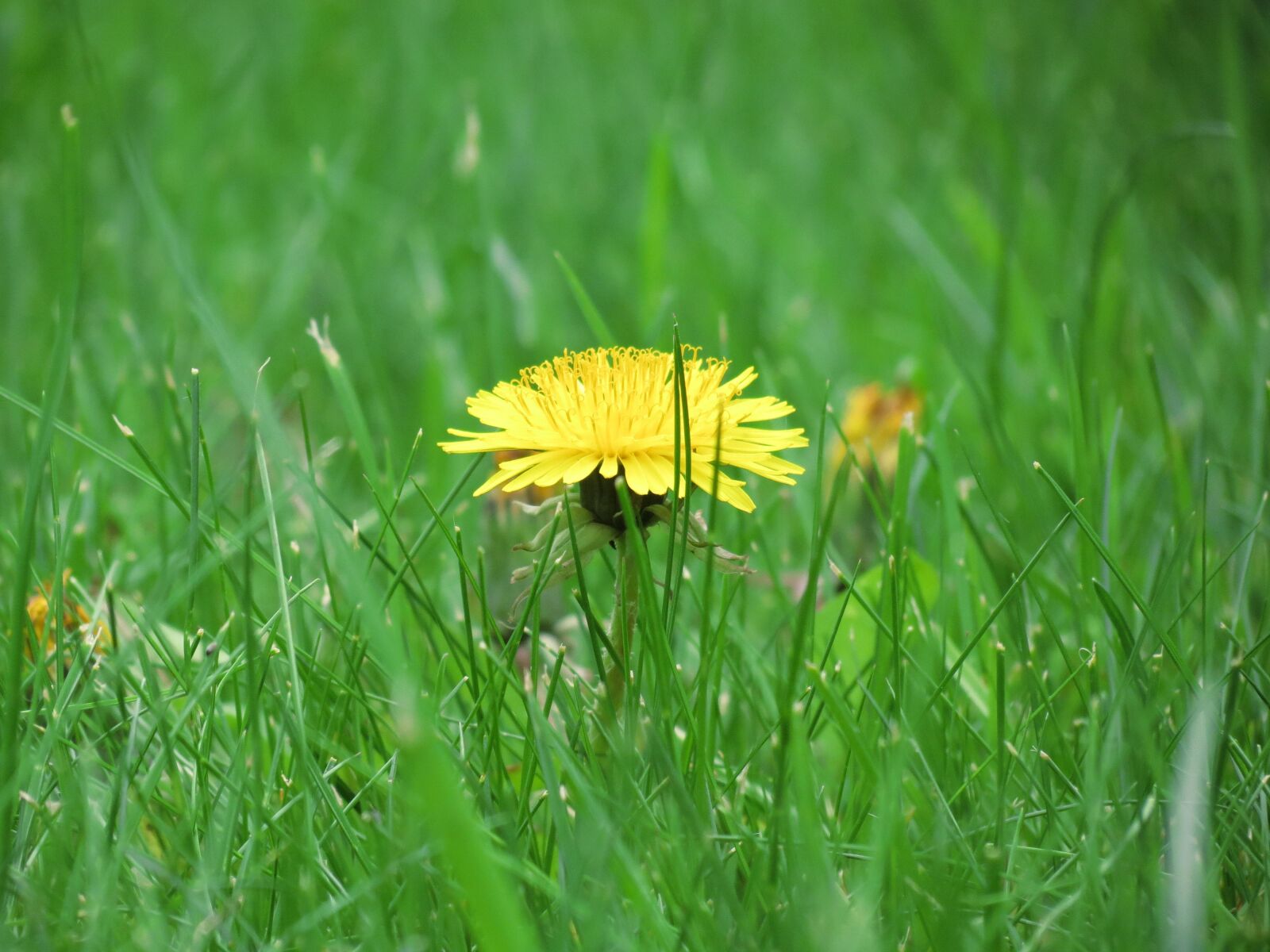 Canon PowerShot SX40 HS sample photo. Meadow, buttercup, flower photography