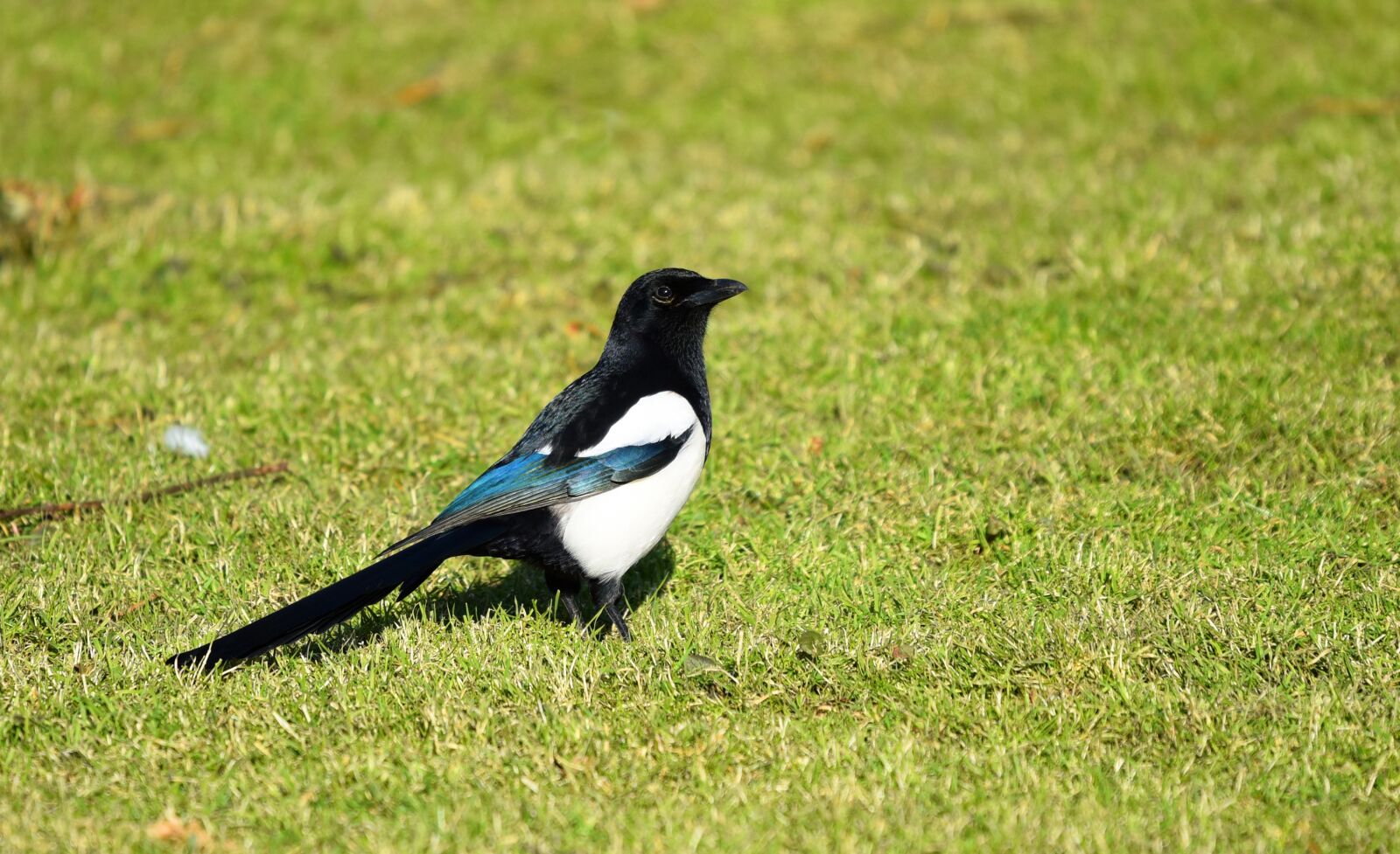 Nikon D750 sample photo. Magpie, eurasian magpie, bird photography