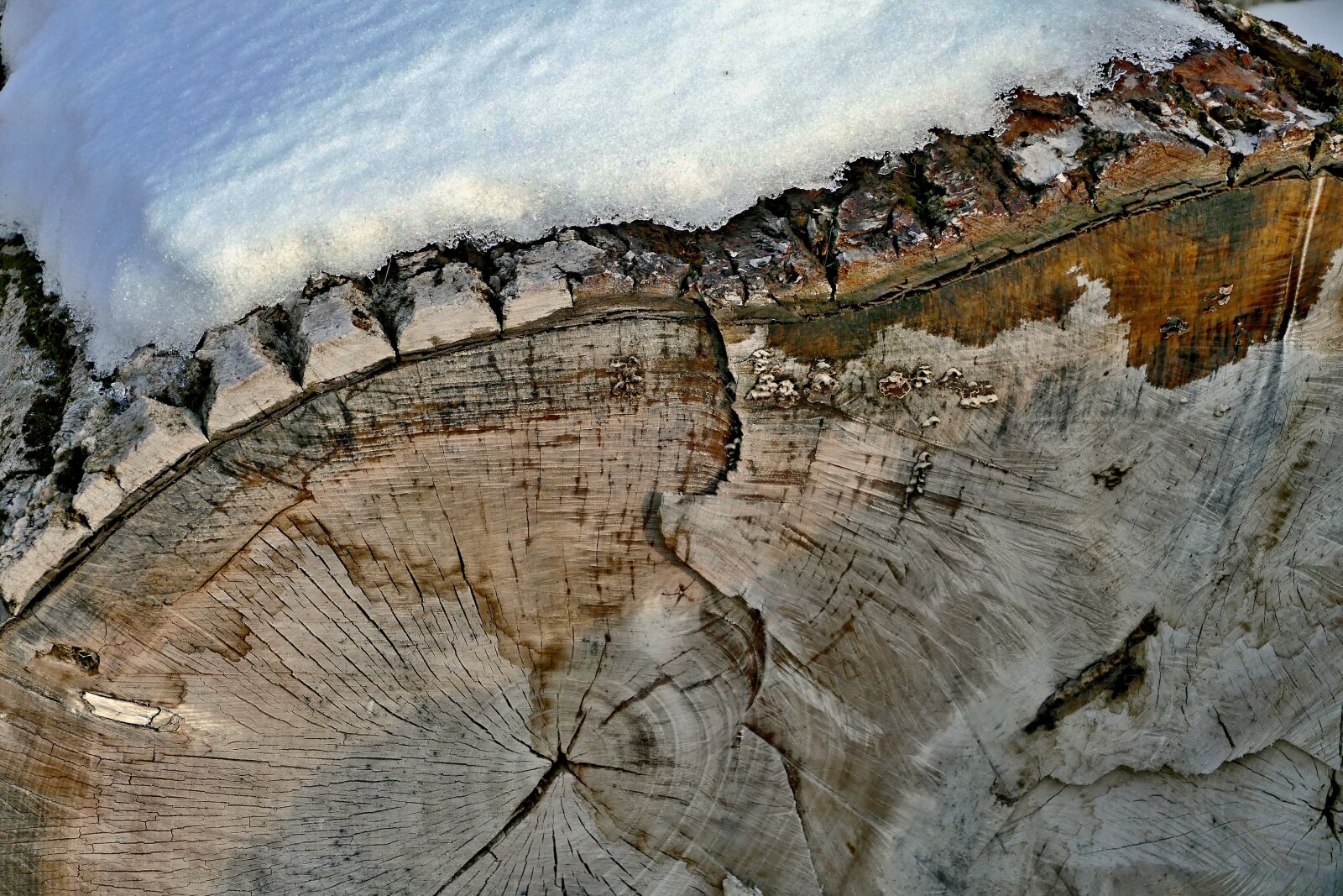Panasonic Lumix DMC-FZ1000 sample photo. Wood, logs, winter photography