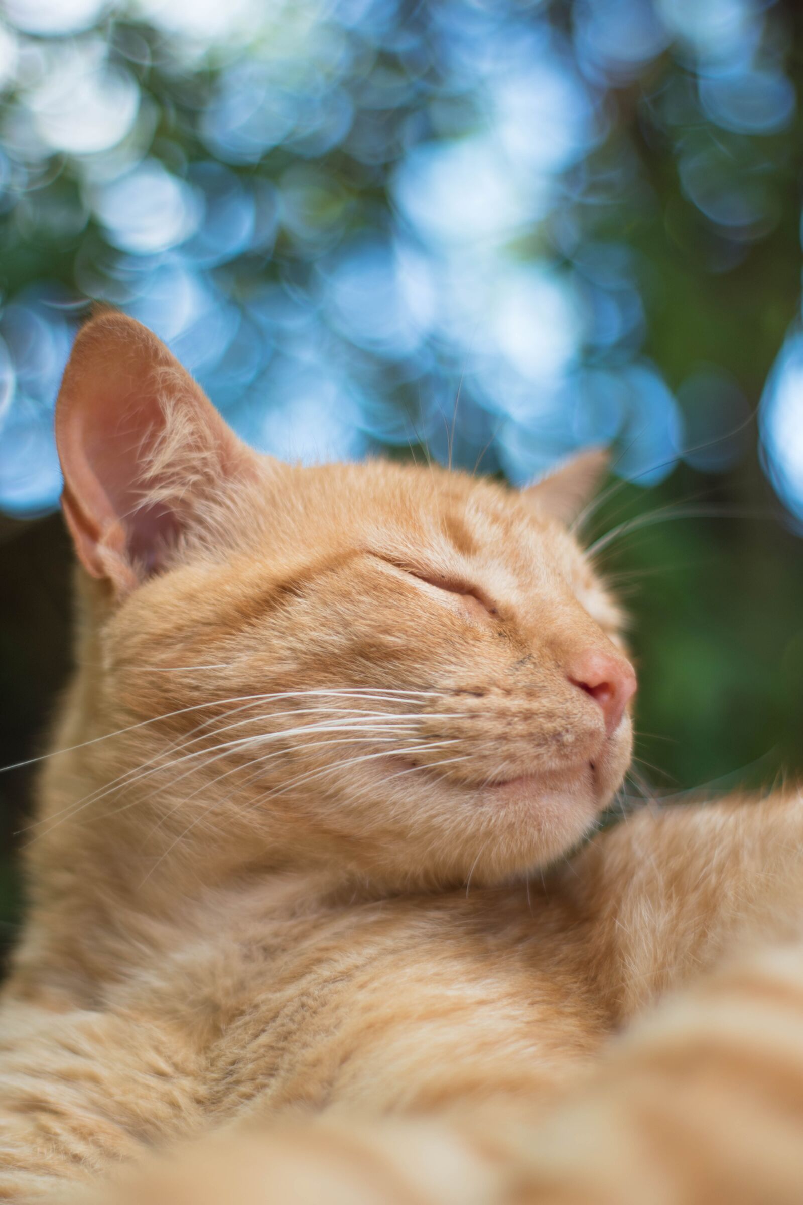 Nikon D5500 sample photo. Cats, look, nat photography