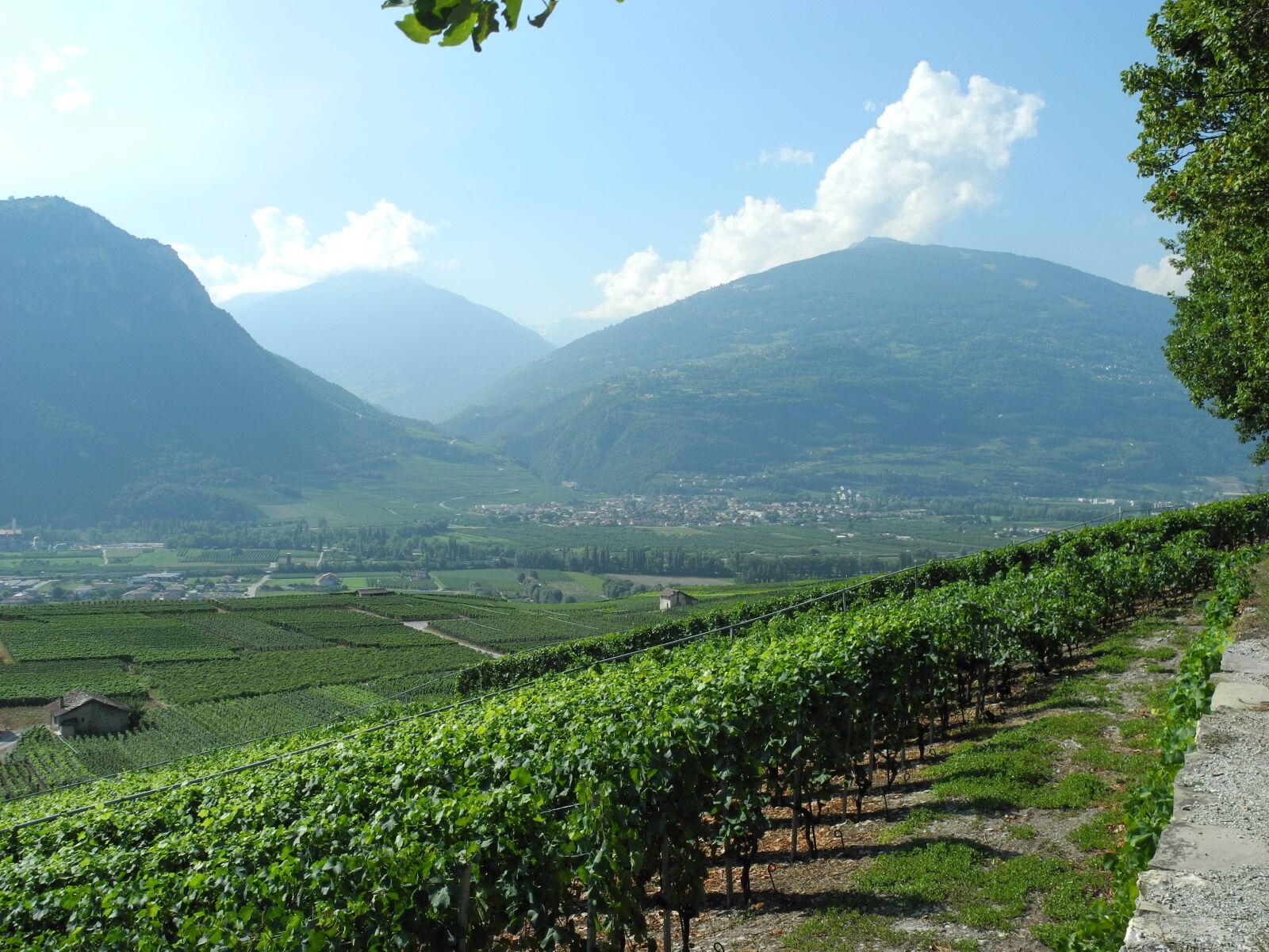 Nikon Coolpix P7100 sample photo. Landscape, vineyards, nature photography