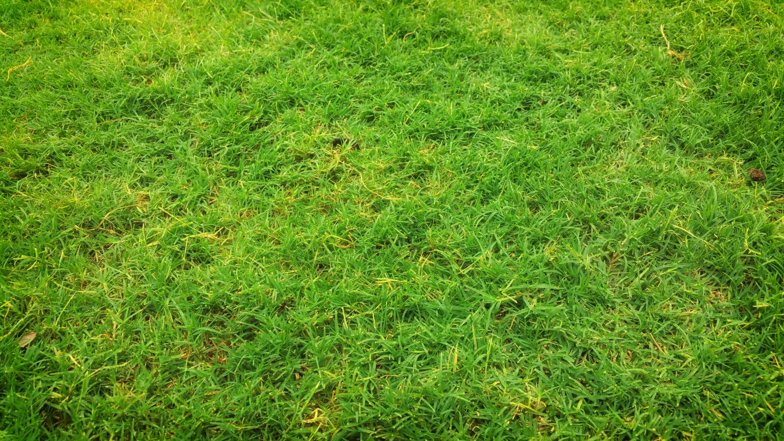 Samsung Galaxy Note4 sample photo. Green, grass photography