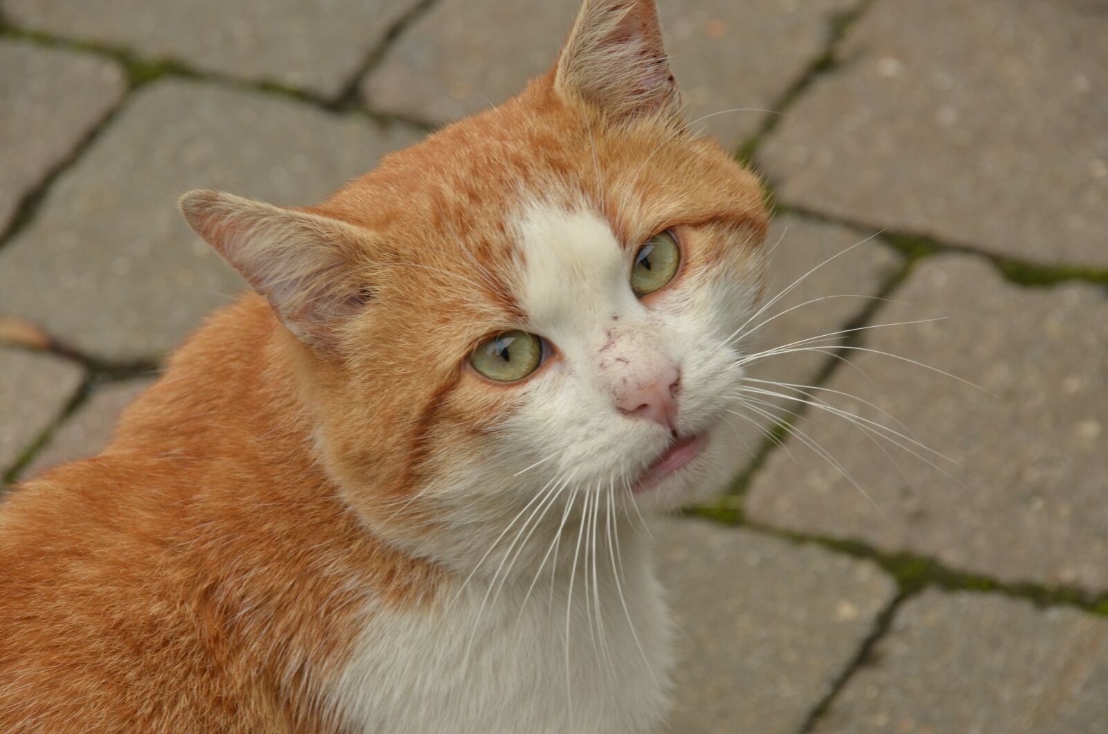 Nikon D7000 sample photo. Animal, mammal, cat photography
