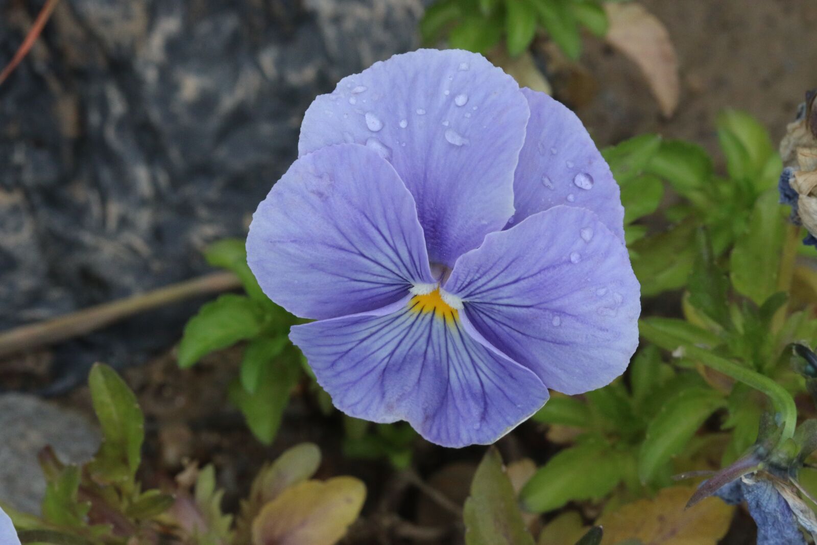 Canon EOS 70D + Canon EF 100mm F2.8 Macro USM sample photo. Purple, violet, pink photography