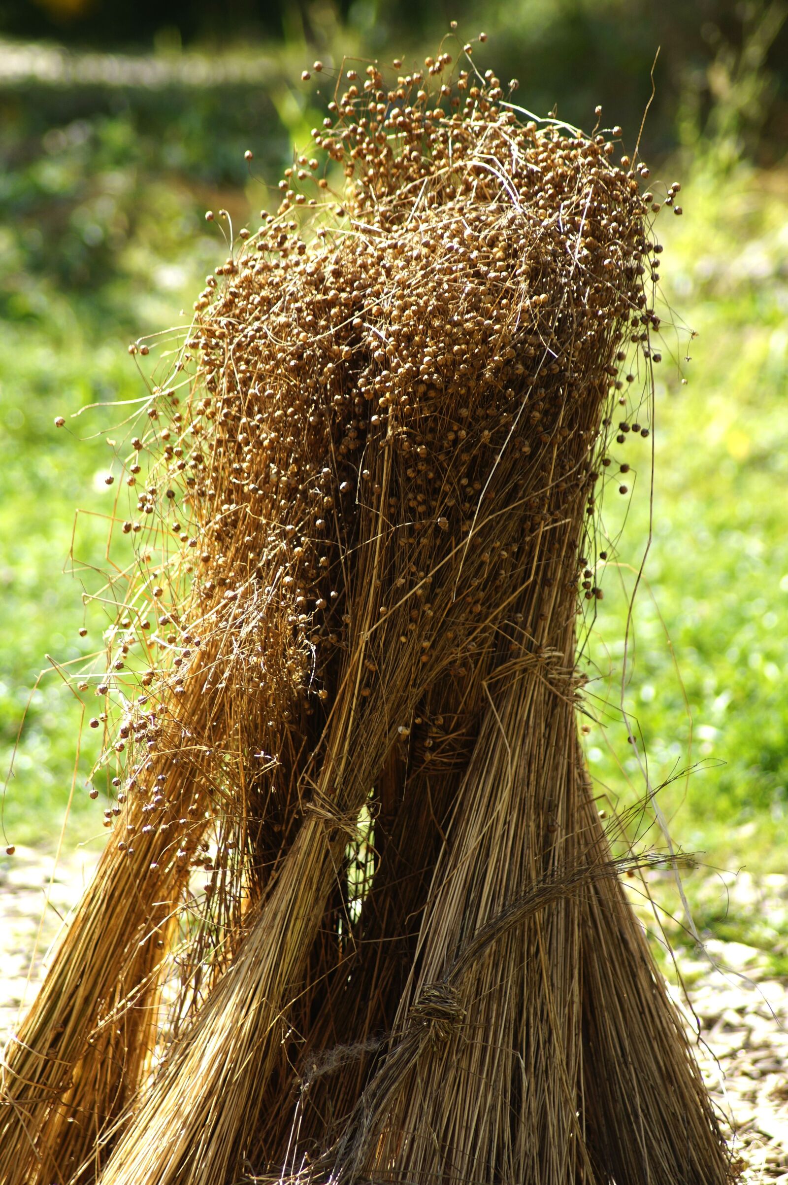 Sony SLT-A58 sample photo. Flax, canvas, herbal raw photography
