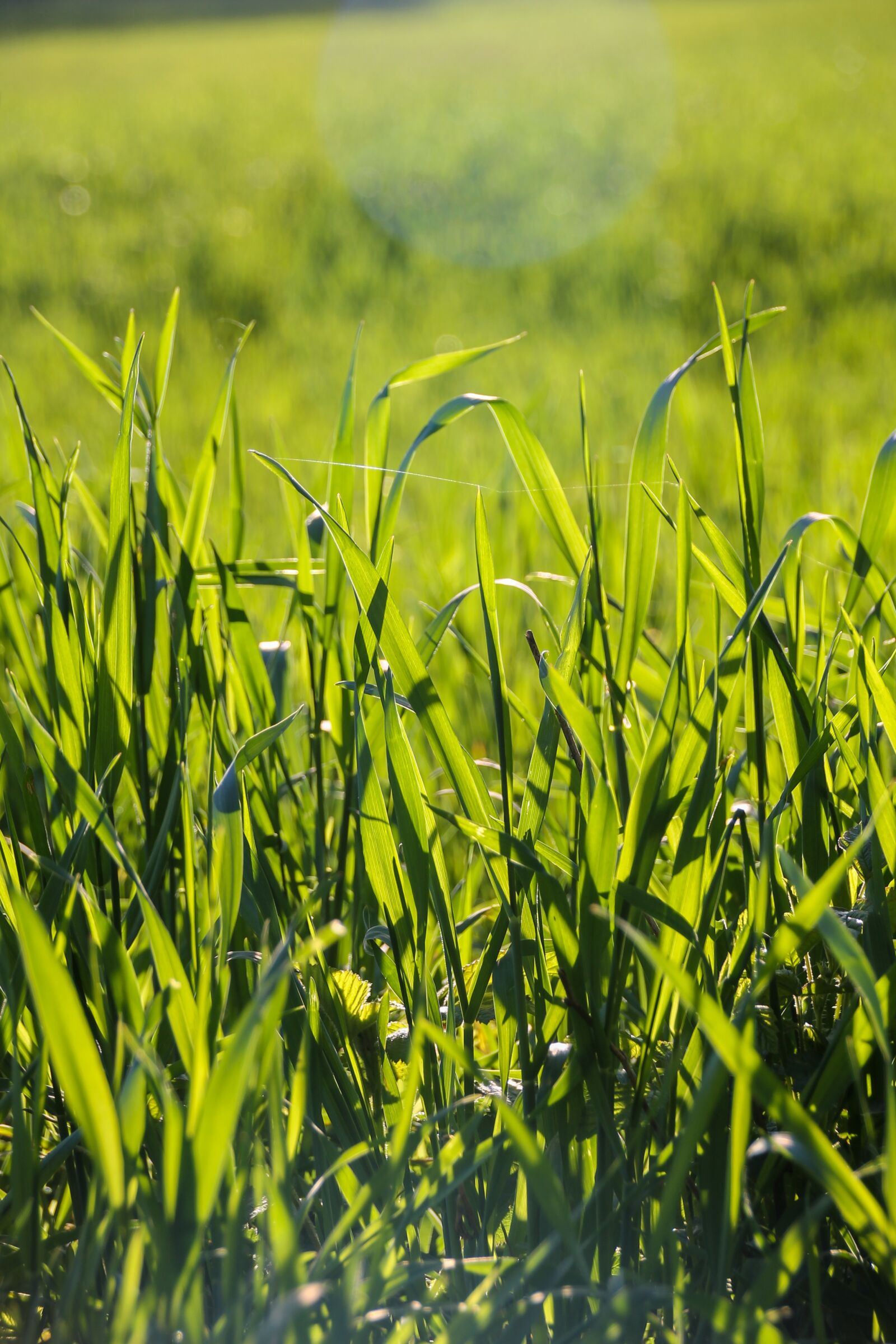 Canon EOS 1100D (EOS Rebel T3 / EOS Kiss X50) sample photo. Grass, meadow, sun photography