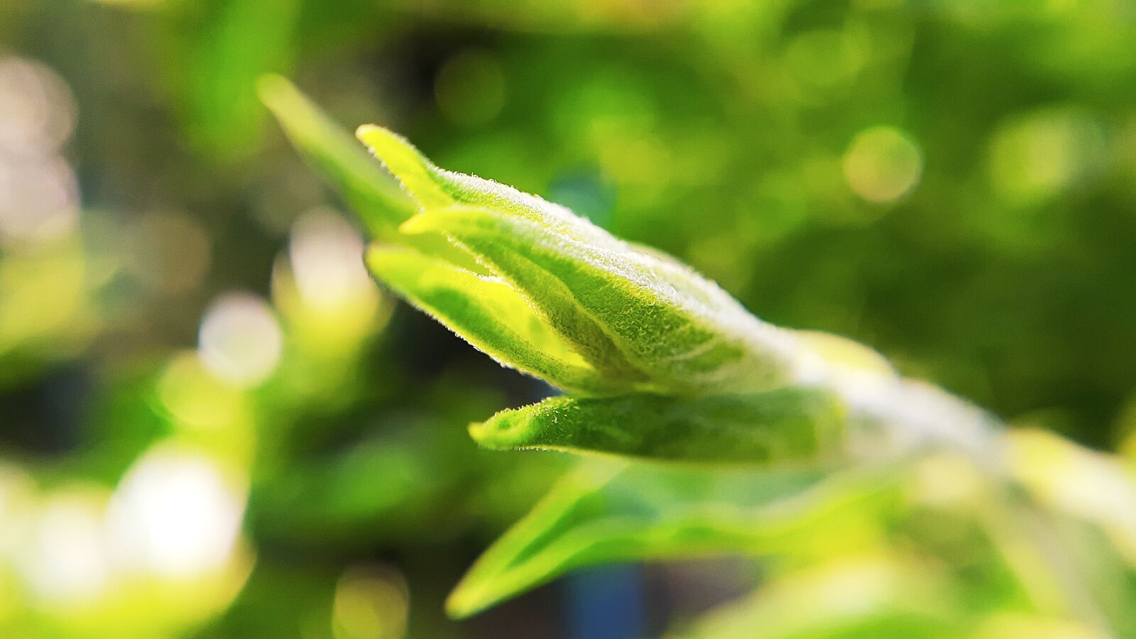 Samsung Galaxy A20 sample photo. Closeup, focus, blur photography