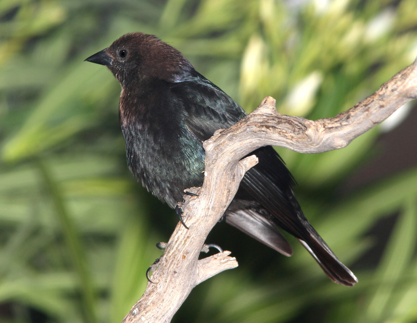 Canon EF 300mm F4L IS USM sample photo