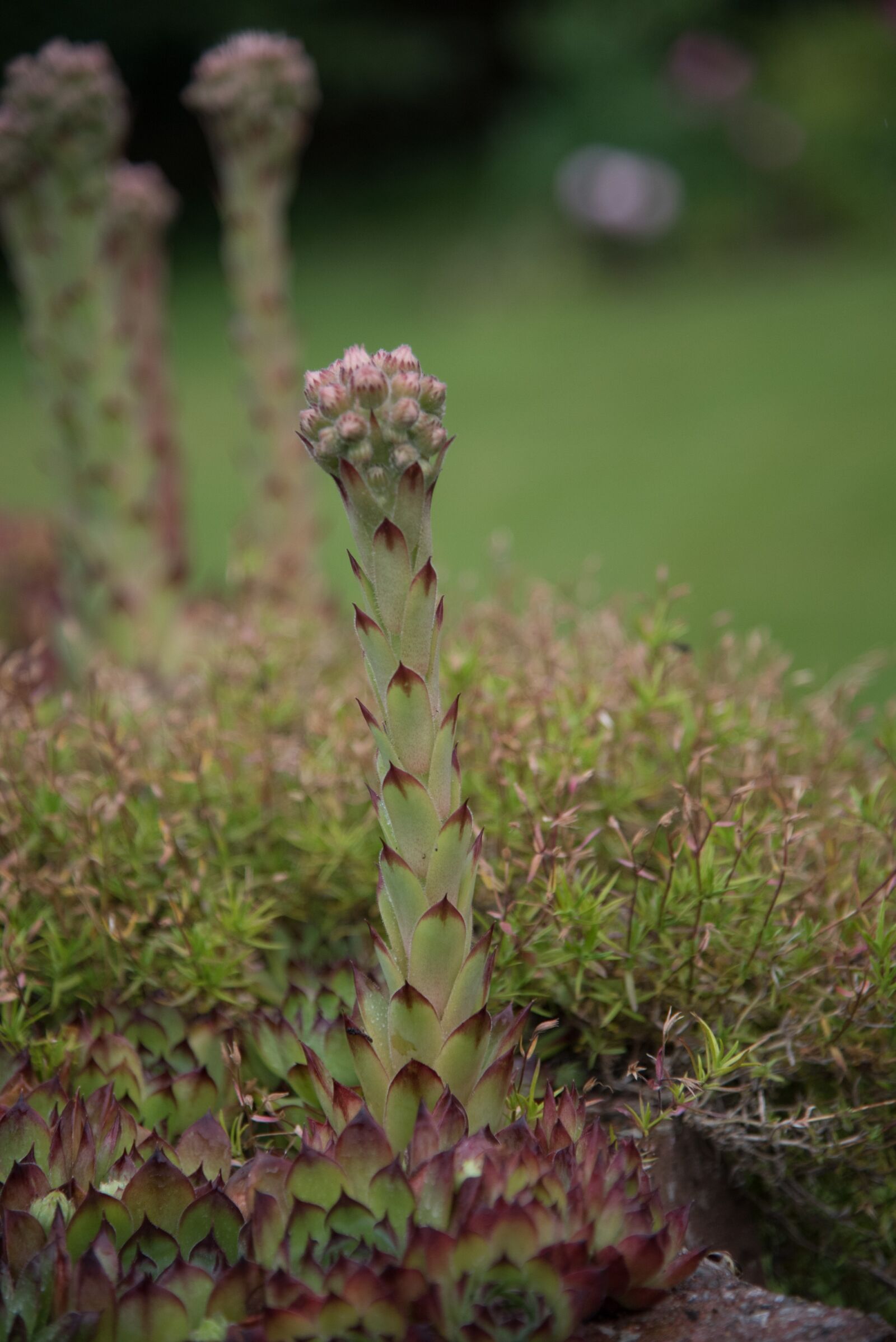 Nikon D750 sample photo. Houseleek, inflorescence, macro photography