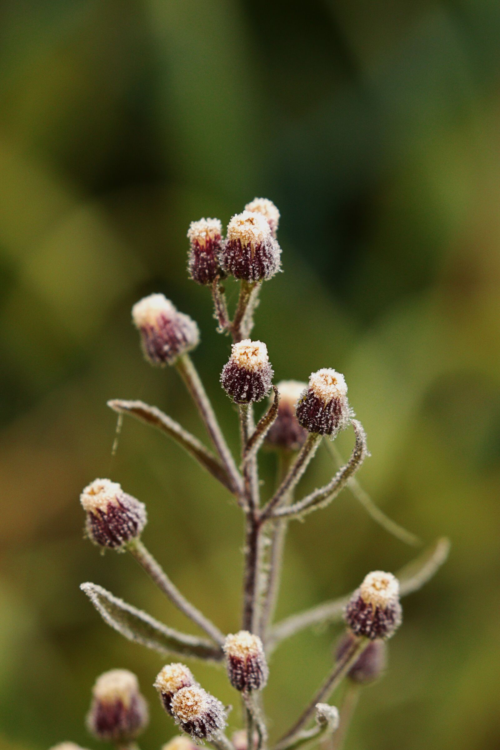 Canon EOS 7D Mark II sample photo. Autumn, dry, brina photography