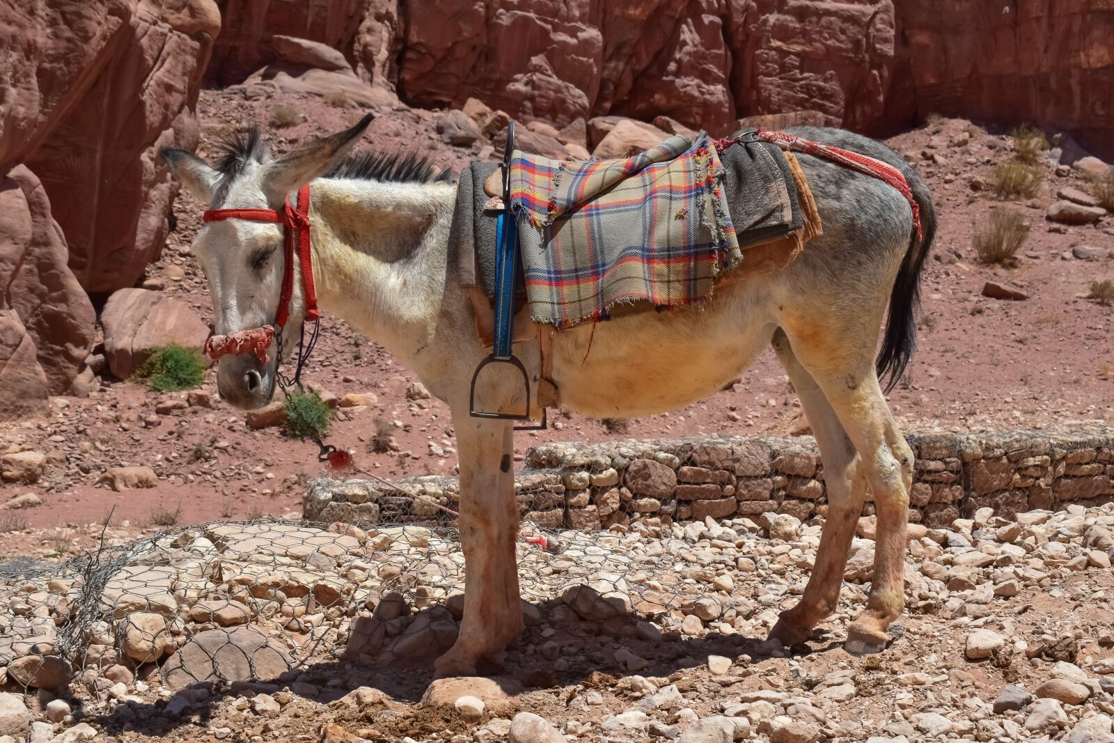Nikon D3300 sample photo. Donkey, animal, transportation photography
