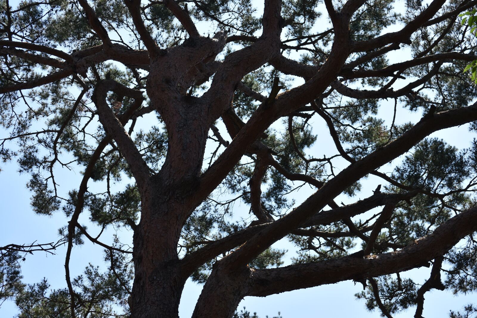 Nikon D7200 sample photo. Mani estate, ganghwado, pine photography