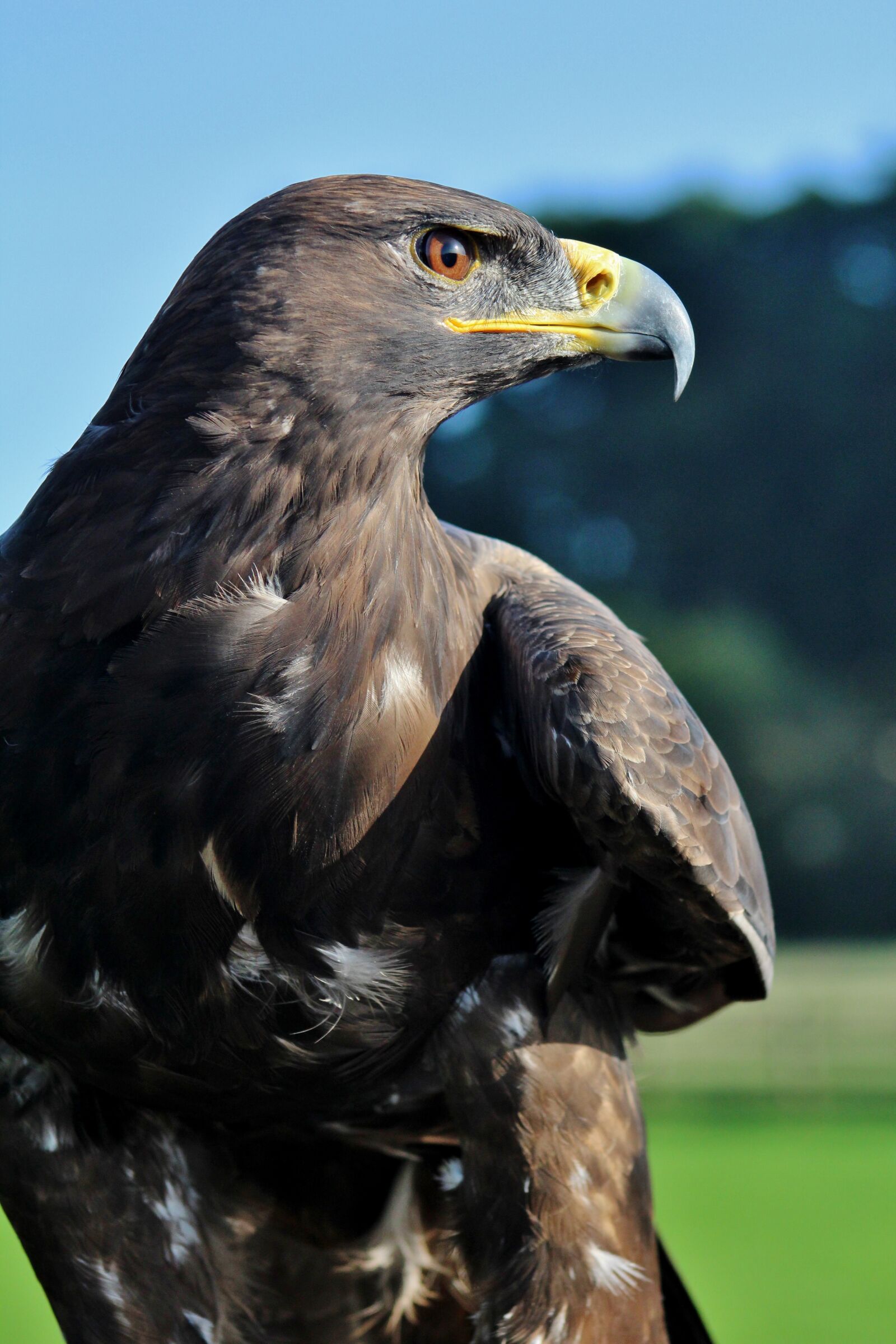 Canon EF 75-300mm f/4-5.6 sample photo. Eagle, prey, bird photography
