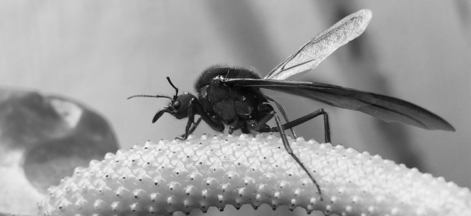 Nikon Coolpix B700 sample photo. Black and white, insect photography