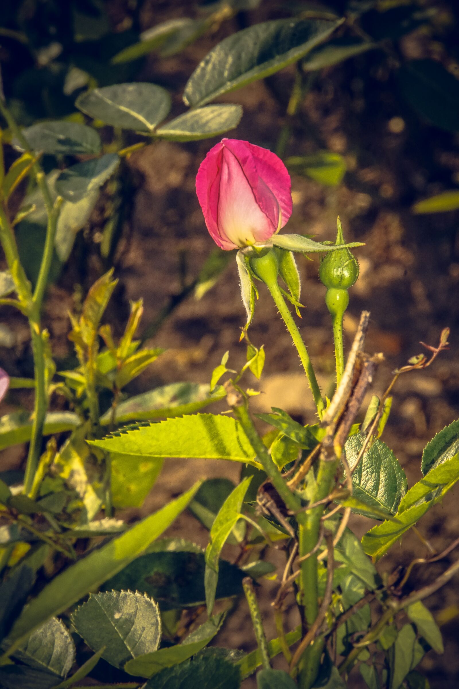 Sony ILCA-77M2 sample photo. Rose, blossom, bloom photography