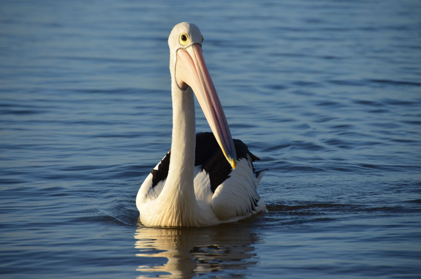 Nikon D5100 sample photo. Pelikan, water bird, australia photography