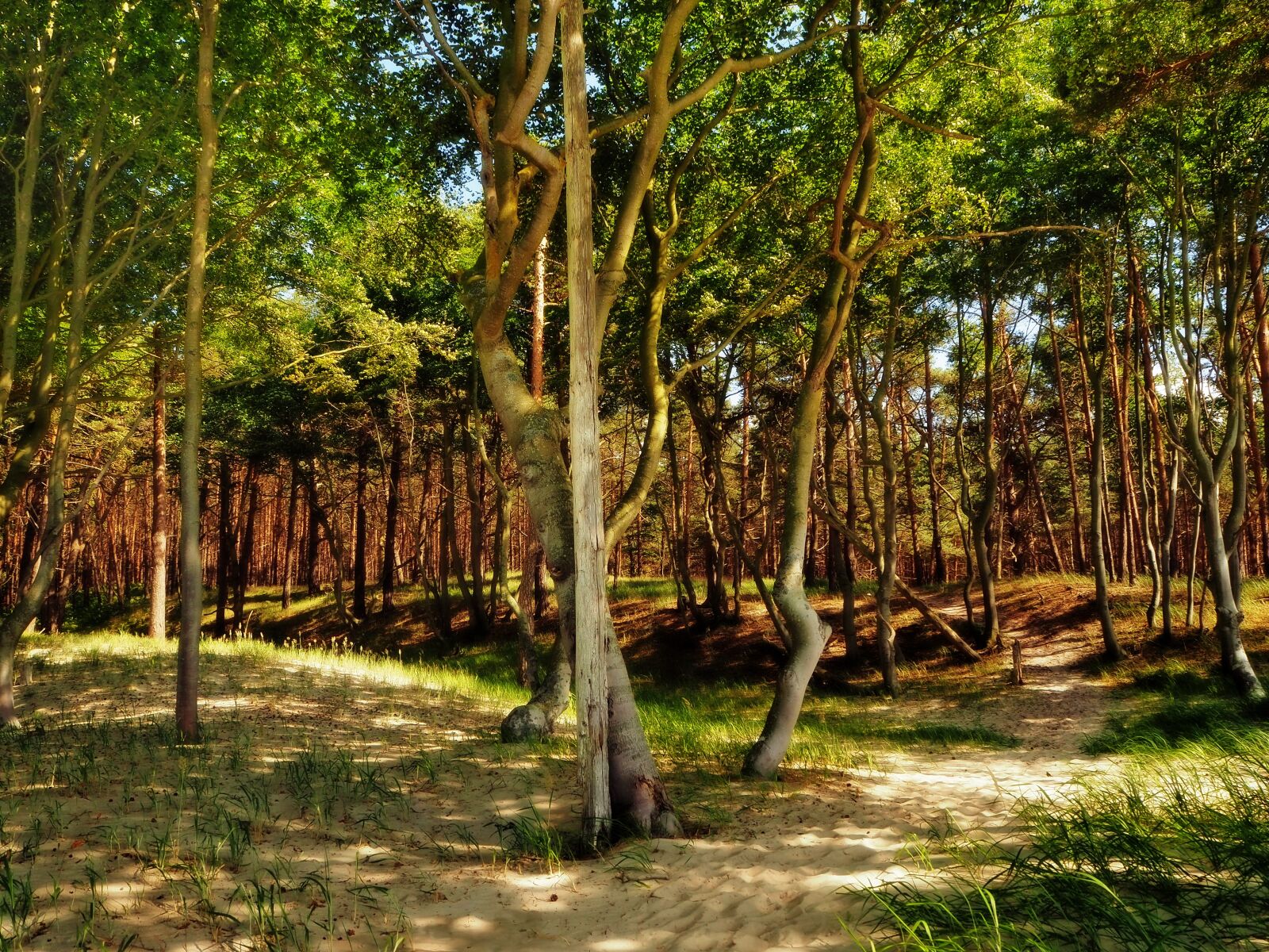 Olympus OM-D E-M10 II sample photo. Forest, sun, nature photography